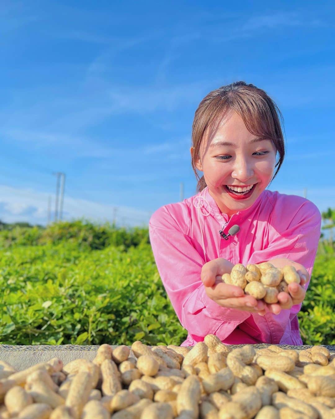 杉原凜のインスタグラム：「今朝は千葉県館山市にある田辺農園さんから、"おおまさり"という落花生をお伝えしました🥜 その大きさにびっくり！ お芋のようにホクホクでほのかな甘みも感じられて美味しかったです。塩ゆでや炊き込みご飯がおすすめだそうです〜🥜 ちなみに、ZIP!中継リポーターの間で代々受け継がれているピンク色のつなぎ衣装。私も今日ついにデビューしました😉✌️  #ZIP! #NOWニッポン #26 #落花生 #おおまさり」