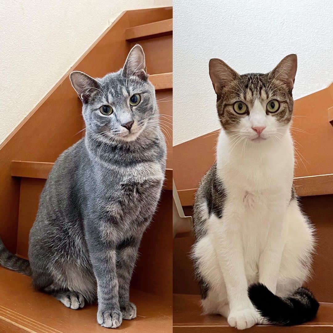 marimon0703__さんのインスタグラム写真 - (marimon0703__Instagram)「人馴れイマイチ組😂  しらす(右)未だにシャーシャー  ちゅうた(左)も週に1.2回触れたらいい方？これでも進歩しました👏 ちなみに今日で保護して一年になりました😊  ２匹とも1歳です。 猫慣れは抜群👍😂  ゆっくり慣れてくれたらいいよって方が現れますように🙏✨  #里親募集#里親募集中 #ずっとのおうち探し @marimon0703_hogoneko222 (里親募集アカウント)」10月19日 19時20分 - marimon0703__