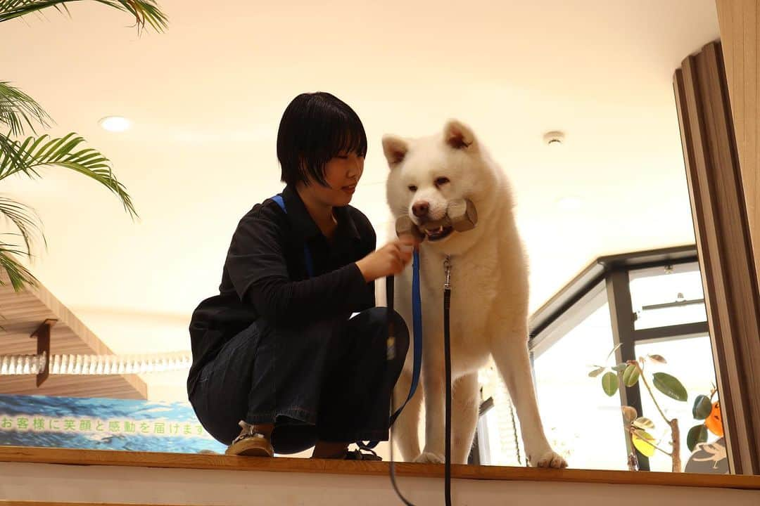 【公式】東京コミュニケーションアート専門学校ECOさんのインスタグラム写真 - (【公式】東京コミュニケーションアート専門学校ECOInstagram)「校内を歩いていたら… まるさんに会いました🐕  お気に入りのおもちゃを咥えて、ルンルンしながら降りてきてくれました😊♡  ここでお知らせです📢 11月10日・11日に幕張メッセにてイベントが行われます😊 e-sportsの決勝戦や在校生によるK-POPパフォーマンス等、動物分野以外の職業も体験できるイベントになっています🙌 東京ECOからは、レイアウト水槽や盆栽も展示されます🐈  1年に1回の大型イベントです✨ 興味のある方は、本校ホームページから「職業体験フェスタ」のバナーをクリックして下さいね🐶  皆さんのご来場、お待ちしております✨  . ・－・－・－・－・－・－・－・－・ ⁡ 学校説明会やオープンキャンパスも実施しております🐰🌱 ぜひご参加ください🕊🛰 ⁡ ・－・－・－・－・－・－・－・－・ ⁡ #tca東京eco動物海洋専門学校 #tcaeco #動物 #海洋 #ペット #自然環境 #恐竜 #専門学校 #オープンキャンパス #oc #進路 #動物園 #飼育員 #職業体験 #ゲームショー」10月19日 19時38分 - tca_eco