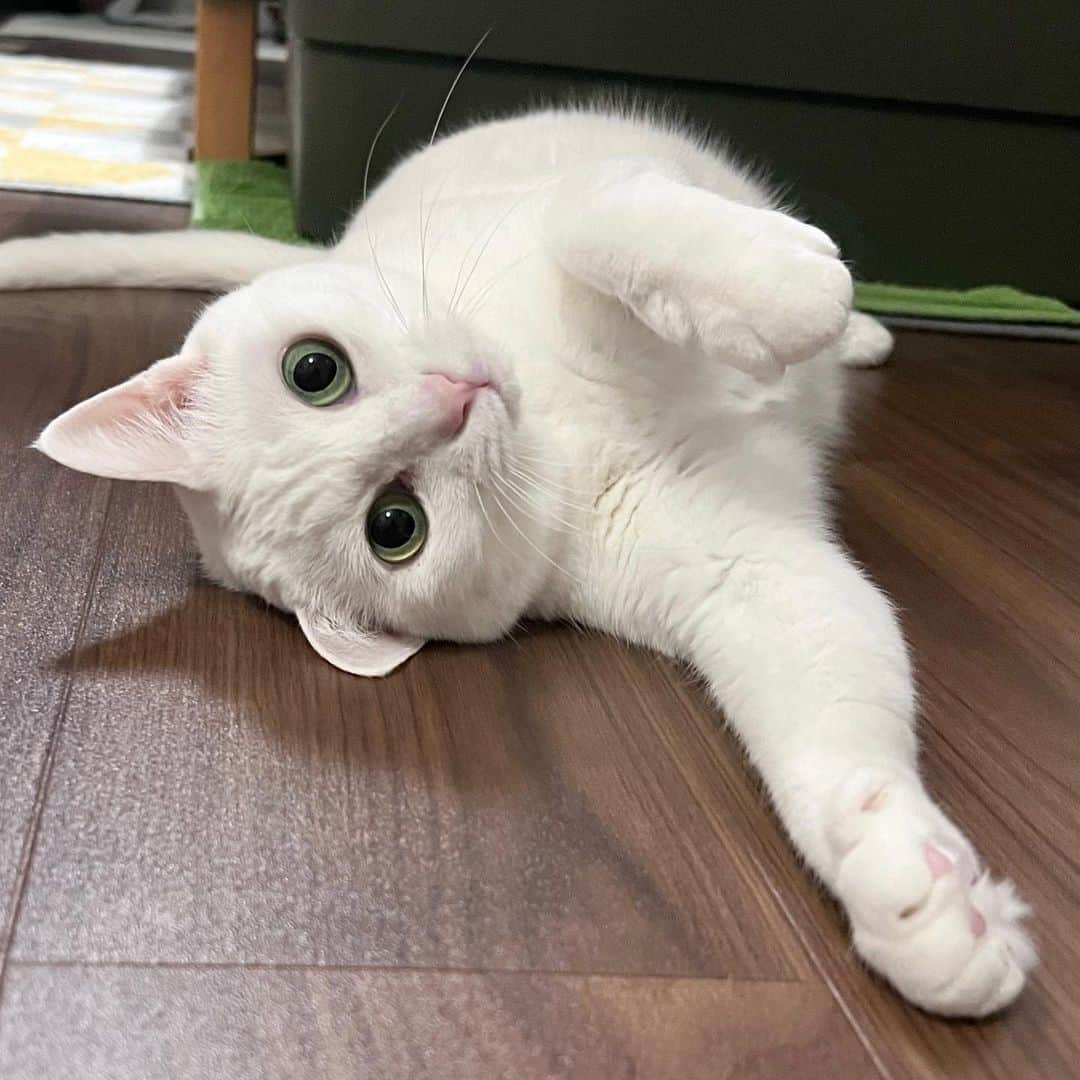 marikill66のインスタグラム：「#へちゃお耳 💕 * * * #catsofinstagram #instacat_meows #IGersJP #nyancon01 #mmts_nekotomo #無敵の親バカ同盟 #関西ねこ部 #ふわもこ部 #ペコねこ部 #peppyフォト部  #peppy猫カタログ表紙載りたい #猫カレンダー2025参加したい #ねこは人を笑顔にする #サンデイ #sippoストーリー #メイクにゃーと #ペトコト取材班 #ニャン友 #ねこのきもち #ぴんくのおはなまつり * #fukuhakucha #marikill66_1019」