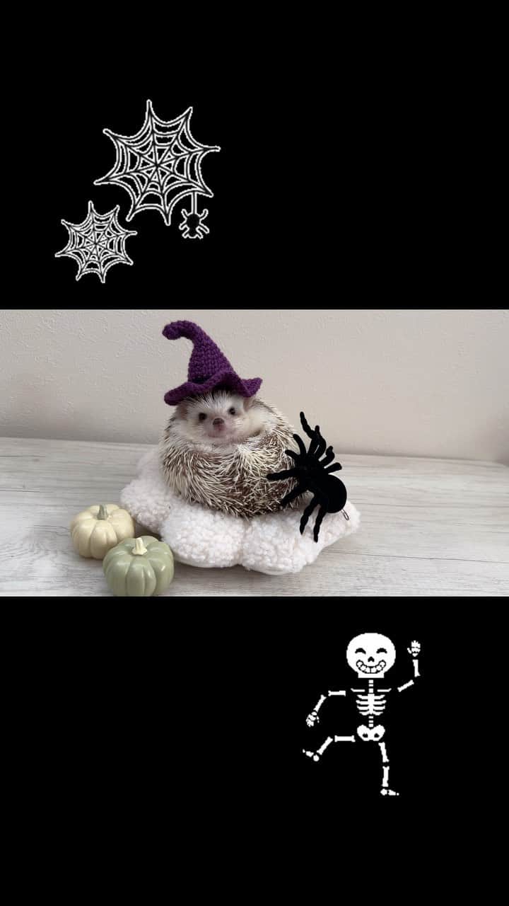 ラド&ティンクのインスタグラム：「witch hat　🧙‍♀️  model ： Flan  魔女の帽子、編んでみたよ。 上手に被れたよ👍 最後に落としたけどね🙄  #はりねずみのフラン #はりねずみ #ハリネズミ #針鼠 #igersjp #pecotv #hedgehog #hedgie #halloween」