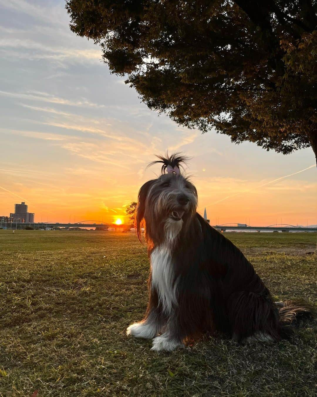 kei515yuさんのインスタグラム写真 - (kei515yuInstagram)「昨日の夕日と今朝の金木犀。  今日も良い日でありますように。  #ビアデッドコリー #ビアディ #beardedcollie #akaribeardie #beardie #beardedcolliesofinstagram #puppydog #puppygram  #petscorner #insta_animaluy #dog_ofinstagram #insta_dogs #igdog #topdogphoto #repost_ezyjp #weeklyfluff #dog_features #excellent_dogs #pecoいぬ部 #飛鳥犬舎」10月19日 10時56分 - kei515yu