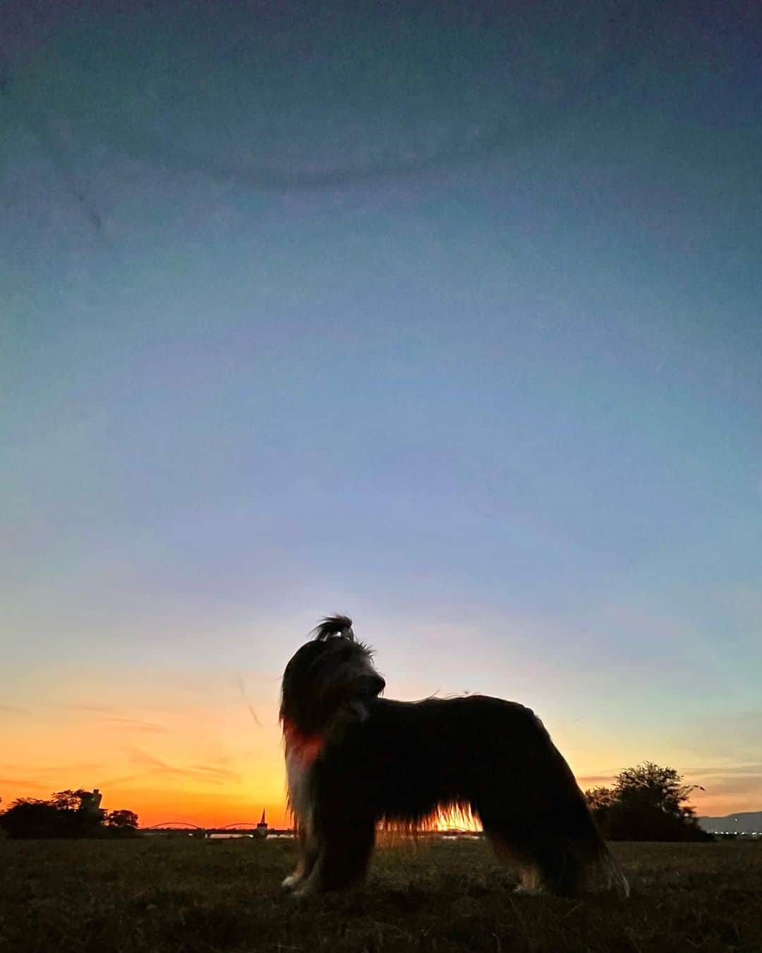 kei515yuさんのインスタグラム写真 - (kei515yuInstagram)「昨日の夕日と今朝の金木犀。  今日も良い日でありますように。  #ビアデッドコリー #ビアディ #beardedcollie #akaribeardie #beardie #beardedcolliesofinstagram #puppydog #puppygram  #petscorner #insta_animaluy #dog_ofinstagram #insta_dogs #igdog #topdogphoto #repost_ezyjp #weeklyfluff #dog_features #excellent_dogs #pecoいぬ部 #飛鳥犬舎」10月19日 10時56分 - kei515yu