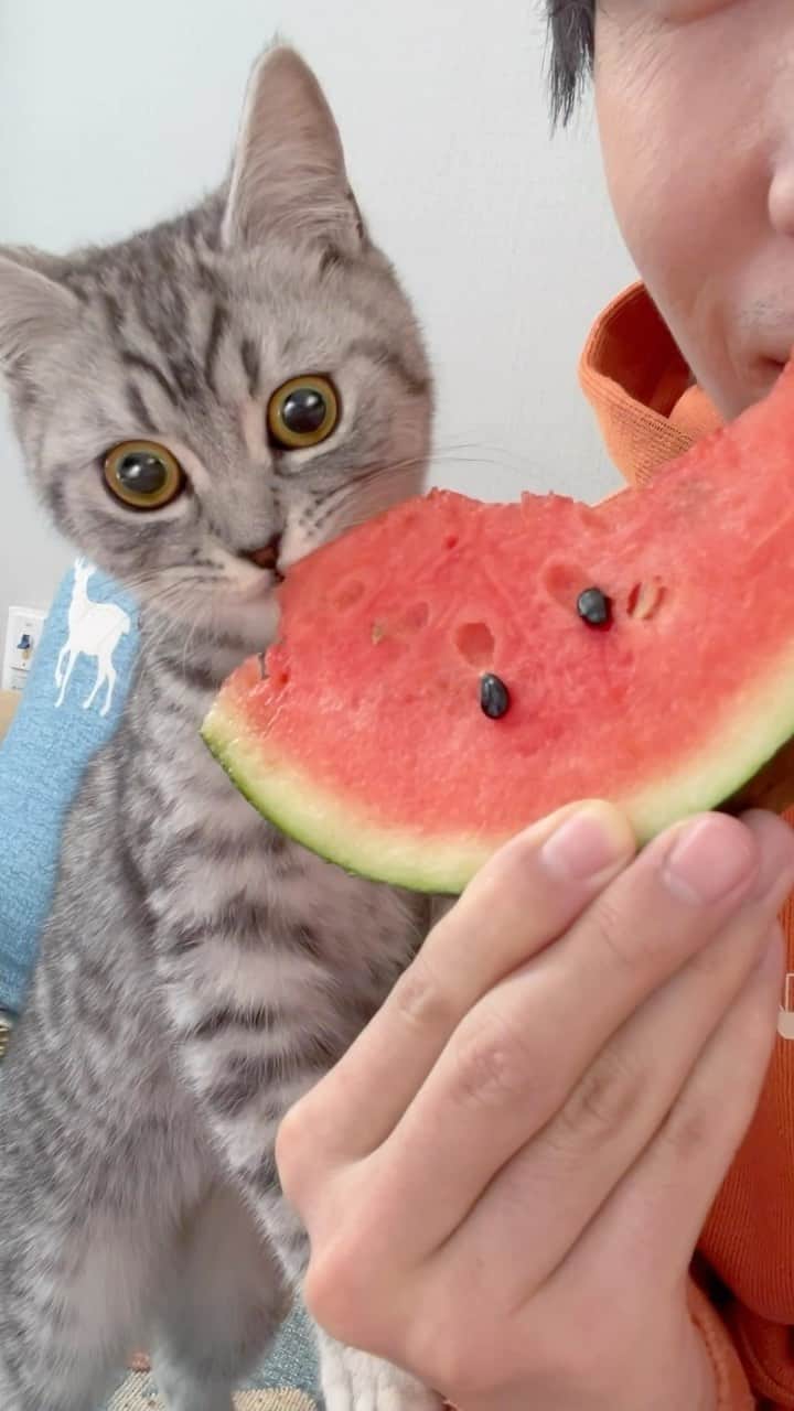 Aww Clubのインスタグラム：「Delicious   @ 希希日记  #meowed #cutecat #cat #food #sharing #nomnom #yum #watermelon」