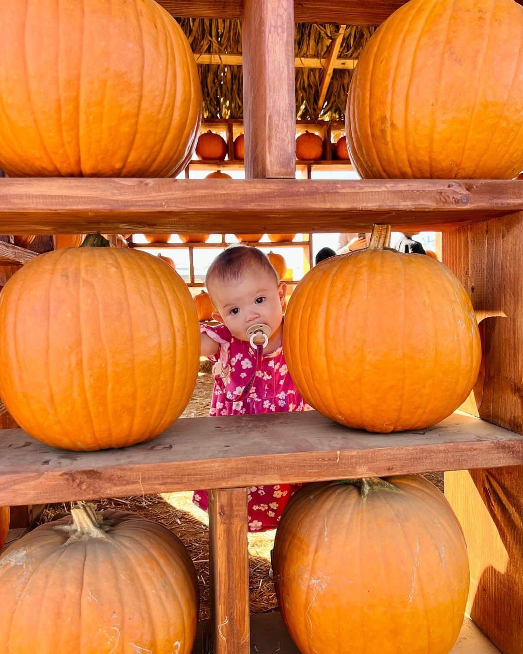 宮崎沙矢加さんのインスタグラム写真 - (宮崎沙矢加Instagram)「Pumpkin Patch Season 2023 in Cali🎃✨🍂lt's annual event for Autumn. . . . 最近毎週のように色んなパンプキンパッチ巡りしてる🫶🏽ここは今まで行った中で1番広いし楽しかったな~🤎テディもミシェルも大はしゃぎでした😂👍🏽 ワシントンから帰ってきてからもイベント多くて毎日バタバタ！秋は忙しい🤣🤣 #pumpkinpatch #california #calilife #familytime」10月19日 11時20分 - sarah___audrey
