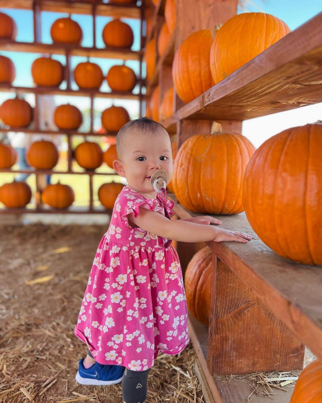 宮崎沙矢加さんのインスタグラム写真 - (宮崎沙矢加Instagram)「Pumpkin Patch Season 2023 in Cali🎃✨🍂lt's annual event for Autumn. . . . 最近毎週のように色んなパンプキンパッチ巡りしてる🫶🏽ここは今まで行った中で1番広いし楽しかったな~🤎テディもミシェルも大はしゃぎでした😂👍🏽 ワシントンから帰ってきてからもイベント多くて毎日バタバタ！秋は忙しい🤣🤣 #pumpkinpatch #california #calilife #familytime」10月19日 11時20分 - sarah___audrey