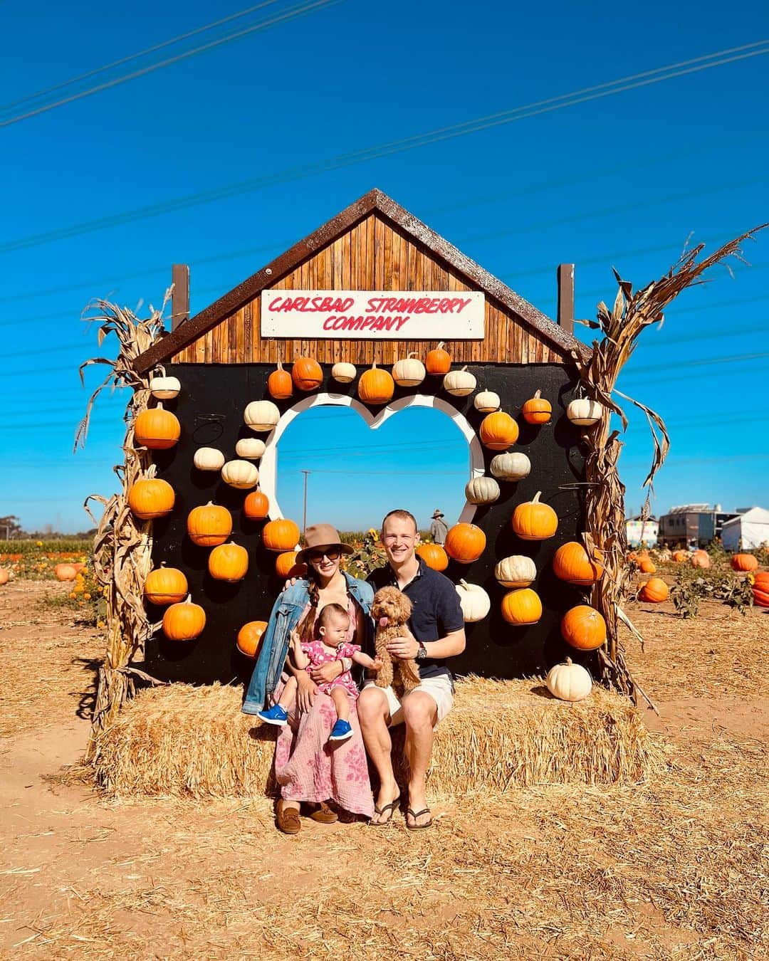 宮崎沙矢加のインスタグラム：「Pumpkin Patch Season 2023 in Cali🎃✨🍂lt's annual event for Autumn. . . . 最近毎週のように色んなパンプキンパッチ巡りしてる🫶🏽ここは今まで行った中で1番広いし楽しかったな~🤎テディもミシェルも大はしゃぎでした😂👍🏽 ワシントンから帰ってきてからもイベント多くて毎日バタバタ！秋は忙しい🤣🤣 #pumpkinpatch #california #calilife #familytime」