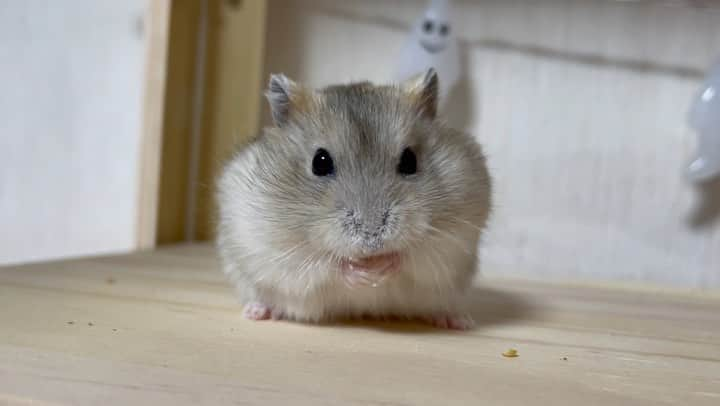 hamster_mocoのインスタグラム：「もぐもぐ〜( `꒳​´٩")..ｸｼｸｼ  おやつを食べたあとはお手手とお顔をキレイにしなきゃね🙌🏼✨️キレイ好きなゆずちゃんです😚👍🐹🍊 2023.10.19 ✼••┈┈••✼••┈┈••✼••┈┈••✼••┈┈••✼ #ハムスターゆず#ハムスター#ジャンガリアンハムスター#ジャンガリアン#ジャンガリアンプディング#プディングジャンガリアン#イエロージャンガリアン#ふわもこ部 #モフモフ#ペット#親バカ部 #hamster#djungarian#hamstagram#hammy#happy_pets#PET_OF_OUR_WORLD#igersjp#ig_japan#instapet#weeklyfluff#kawaii#cute#仓鼠#정글리안#햄스터」