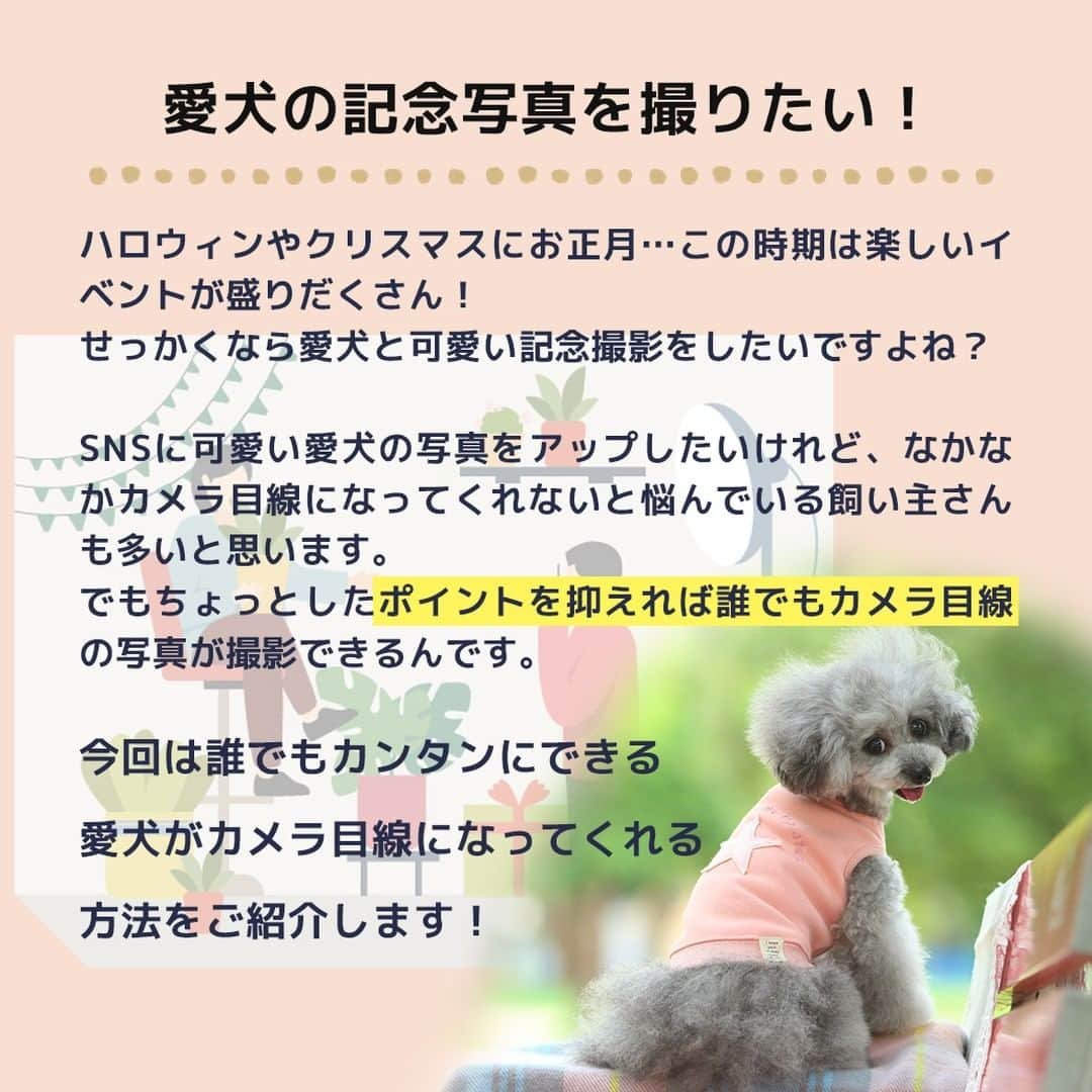 iDog&iCatさんのインスタグラム写真 - (iDog&iCatInstagram)「愛犬との暮らしをもっと楽しく快適に！ IDOG&ICATのお役立ちコラム随時更新中です♪  10月末はハロウィン、その後にはクリスマスや年末年始など、楽しいイベントが目白押し！ 本日は、そんなイベントが増える季節にオススメの愛犬との撮影に関しての記事をお届け！  【犬のカメラ目線をゲット！SNS映えするとっておきの写真を撮ろう】  SNSに愛犬の写真をアップしたいけれど、なかなかカメラ目線になってくれないと悩んでいる飼い主さんも多いと思います。 でもちょっとしたポイントを抑えれば誰でもカメラ目線の写真が撮影できるんです。  今回は誰でもカンタンにできる愛犬がカメラ目線になってくれる方法をご紹介します！  IDOG&ICATではワンちゃんとの撮影にオススメなコスチュームやおもちゃ、おやつをご用意しております。 是非、ワンちゃんとの暮らしにご利用ください♪  ●保存しておけばいつでも見返せて便利です♪  より詳しい内容はIDOG&ICAT公式サイトからご覧いただけます！ https://www.idog.jp/blog/2021/08/30/photographing/ 💡ストーリーやハイライトからもご覧いただけます！  #iDog #IDOGICAT #iCat #犬の服 #犬服 #ペットウェア #犬の服iDog #犬 #うちの子優勝 #わんすたぐらむ #dog #チワワ #トイプードル #ミニチュアダックス #柴犬 #ペット用品 #犬との暮らし #写真 #うちの子写真 #撮影 #記念写真 # #秋の散歩 #IDOGICATお役立ちコラム」10月19日 11時47分 - idogicat