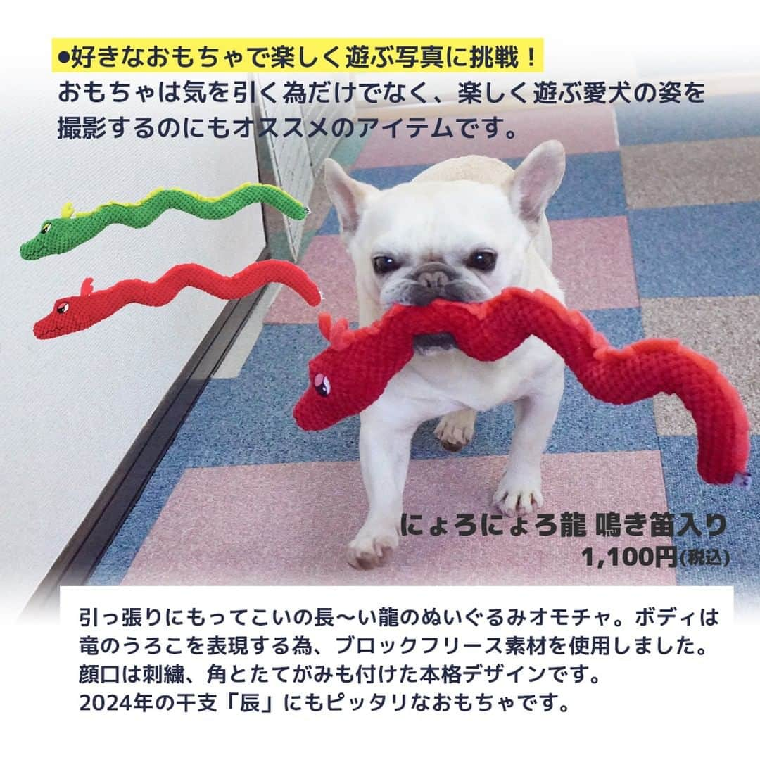 iDog&iCatさんのインスタグラム写真 - (iDog&iCatInstagram)「愛犬との暮らしをもっと楽しく快適に！ IDOG&ICATのお役立ちコラム随時更新中です♪  10月末はハロウィン、その後にはクリスマスや年末年始など、楽しいイベントが目白押し！ 本日は、そんなイベントが増える季節にオススメの愛犬との撮影に関しての記事をお届け！  【犬のカメラ目線をゲット！SNS映えするとっておきの写真を撮ろう】  SNSに愛犬の写真をアップしたいけれど、なかなかカメラ目線になってくれないと悩んでいる飼い主さんも多いと思います。 でもちょっとしたポイントを抑えれば誰でもカメラ目線の写真が撮影できるんです。  今回は誰でもカンタンにできる愛犬がカメラ目線になってくれる方法をご紹介します！  IDOG&ICATではワンちゃんとの撮影にオススメなコスチュームやおもちゃ、おやつをご用意しております。 是非、ワンちゃんとの暮らしにご利用ください♪  ●保存しておけばいつでも見返せて便利です♪  より詳しい内容はIDOG&ICAT公式サイトからご覧いただけます！ https://www.idog.jp/blog/2021/08/30/photographing/ 💡ストーリーやハイライトからもご覧いただけます！  #iDog #IDOGICAT #iCat #犬の服 #犬服 #ペットウェア #犬の服iDog #犬 #うちの子優勝 #わんすたぐらむ #dog #チワワ #トイプードル #ミニチュアダックス #柴犬 #ペット用品 #犬との暮らし #写真 #うちの子写真 #撮影 #記念写真 # #秋の散歩 #IDOGICATお役立ちコラム」10月19日 11時47分 - idogicat