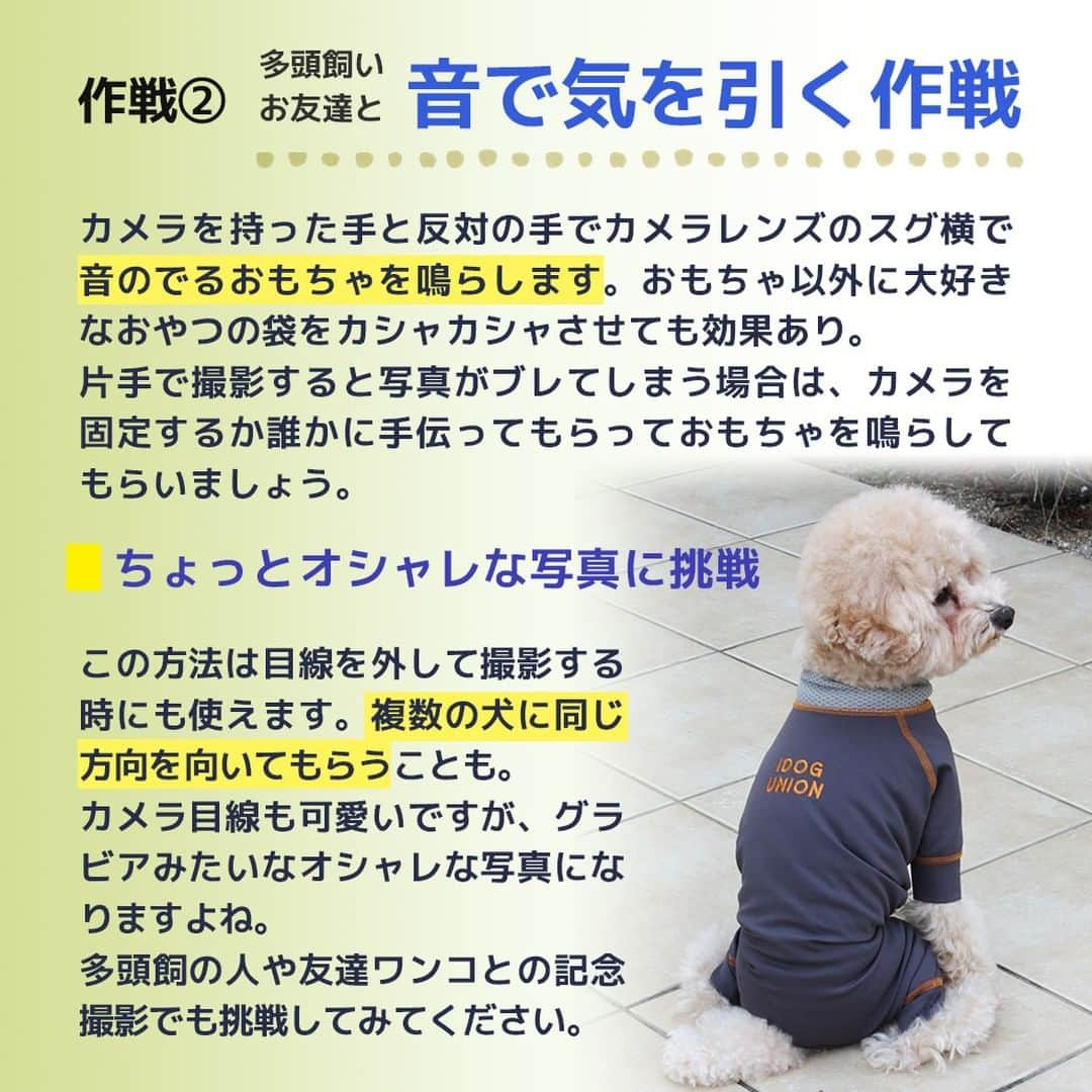 iDog&iCatさんのインスタグラム写真 - (iDog&iCatInstagram)「愛犬との暮らしをもっと楽しく快適に！ IDOG&ICATのお役立ちコラム随時更新中です♪  10月末はハロウィン、その後にはクリスマスや年末年始など、楽しいイベントが目白押し！ 本日は、そんなイベントが増える季節にオススメの愛犬との撮影に関しての記事をお届け！  【犬のカメラ目線をゲット！SNS映えするとっておきの写真を撮ろう】  SNSに愛犬の写真をアップしたいけれど、なかなかカメラ目線になってくれないと悩んでいる飼い主さんも多いと思います。 でもちょっとしたポイントを抑えれば誰でもカメラ目線の写真が撮影できるんです。  今回は誰でもカンタンにできる愛犬がカメラ目線になってくれる方法をご紹介します！  IDOG&ICATではワンちゃんとの撮影にオススメなコスチュームやおもちゃ、おやつをご用意しております。 是非、ワンちゃんとの暮らしにご利用ください♪  ●保存しておけばいつでも見返せて便利です♪  より詳しい内容はIDOG&ICAT公式サイトからご覧いただけます！ https://www.idog.jp/blog/2021/08/30/photographing/ 💡ストーリーやハイライトからもご覧いただけます！  #iDog #IDOGICAT #iCat #犬の服 #犬服 #ペットウェア #犬の服iDog #犬 #うちの子優勝 #わんすたぐらむ #dog #チワワ #トイプードル #ミニチュアダックス #柴犬 #ペット用品 #犬との暮らし #写真 #うちの子写真 #撮影 #記念写真 # #秋の散歩 #IDOGICATお役立ちコラム」10月19日 11時47分 - idogicat