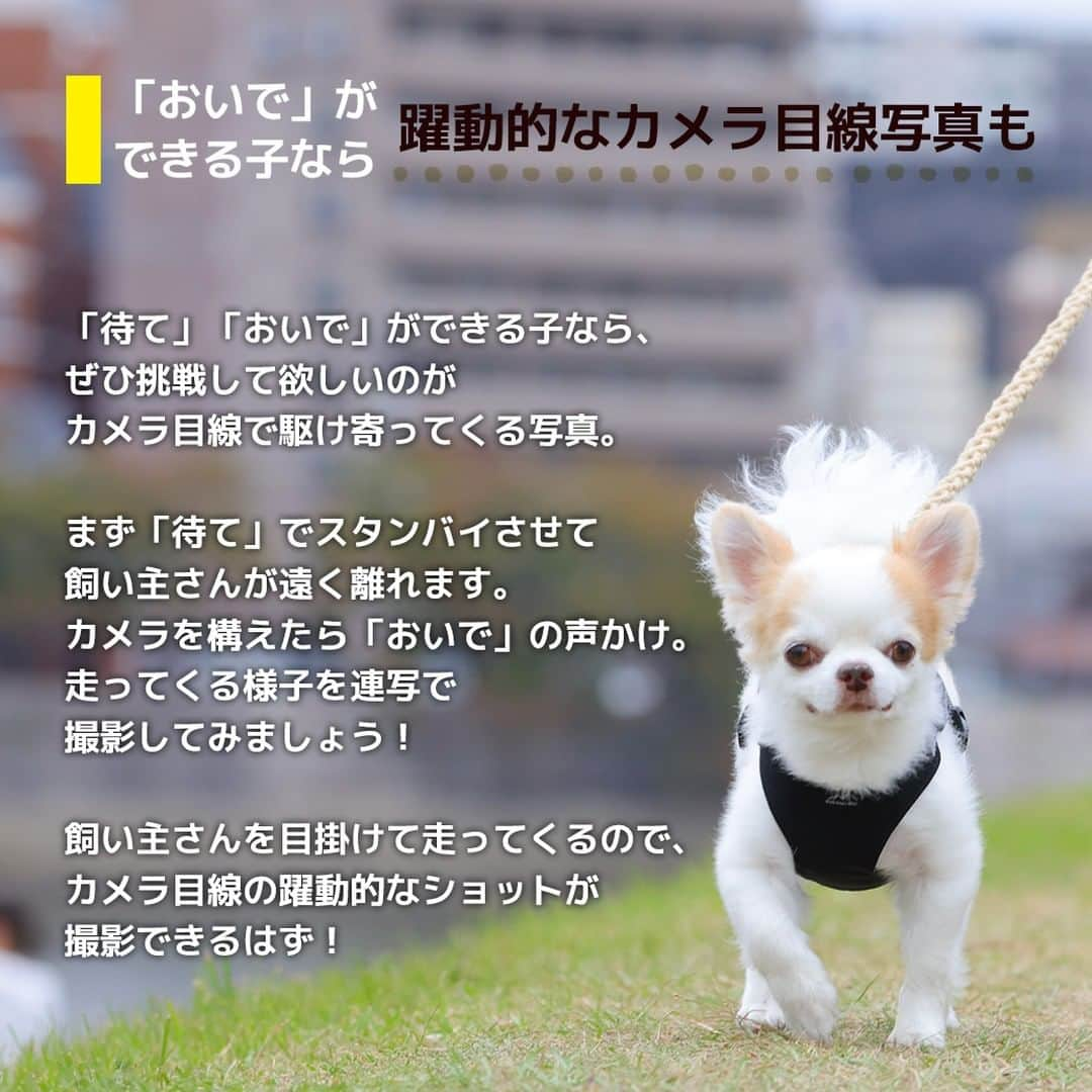 iDog&iCatさんのインスタグラム写真 - (iDog&iCatInstagram)「愛犬との暮らしをもっと楽しく快適に！ IDOG&ICATのお役立ちコラム随時更新中です♪  10月末はハロウィン、その後にはクリスマスや年末年始など、楽しいイベントが目白押し！ 本日は、そんなイベントが増える季節にオススメの愛犬との撮影に関しての記事をお届け！  【犬のカメラ目線をゲット！SNS映えするとっておきの写真を撮ろう】  SNSに愛犬の写真をアップしたいけれど、なかなかカメラ目線になってくれないと悩んでいる飼い主さんも多いと思います。 でもちょっとしたポイントを抑えれば誰でもカメラ目線の写真が撮影できるんです。  今回は誰でもカンタンにできる愛犬がカメラ目線になってくれる方法をご紹介します！  IDOG&ICATではワンちゃんとの撮影にオススメなコスチュームやおもちゃ、おやつをご用意しております。 是非、ワンちゃんとの暮らしにご利用ください♪  ●保存しておけばいつでも見返せて便利です♪  より詳しい内容はIDOG&ICAT公式サイトからご覧いただけます！ https://www.idog.jp/blog/2021/08/30/photographing/ 💡ストーリーやハイライトからもご覧いただけます！  #iDog #IDOGICAT #iCat #犬の服 #犬服 #ペットウェア #犬の服iDog #犬 #うちの子優勝 #わんすたぐらむ #dog #チワワ #トイプードル #ミニチュアダックス #柴犬 #ペット用品 #犬との暮らし #写真 #うちの子写真 #撮影 #記念写真 # #秋の散歩 #IDOGICATお役立ちコラム」10月19日 11時47分 - idogicat