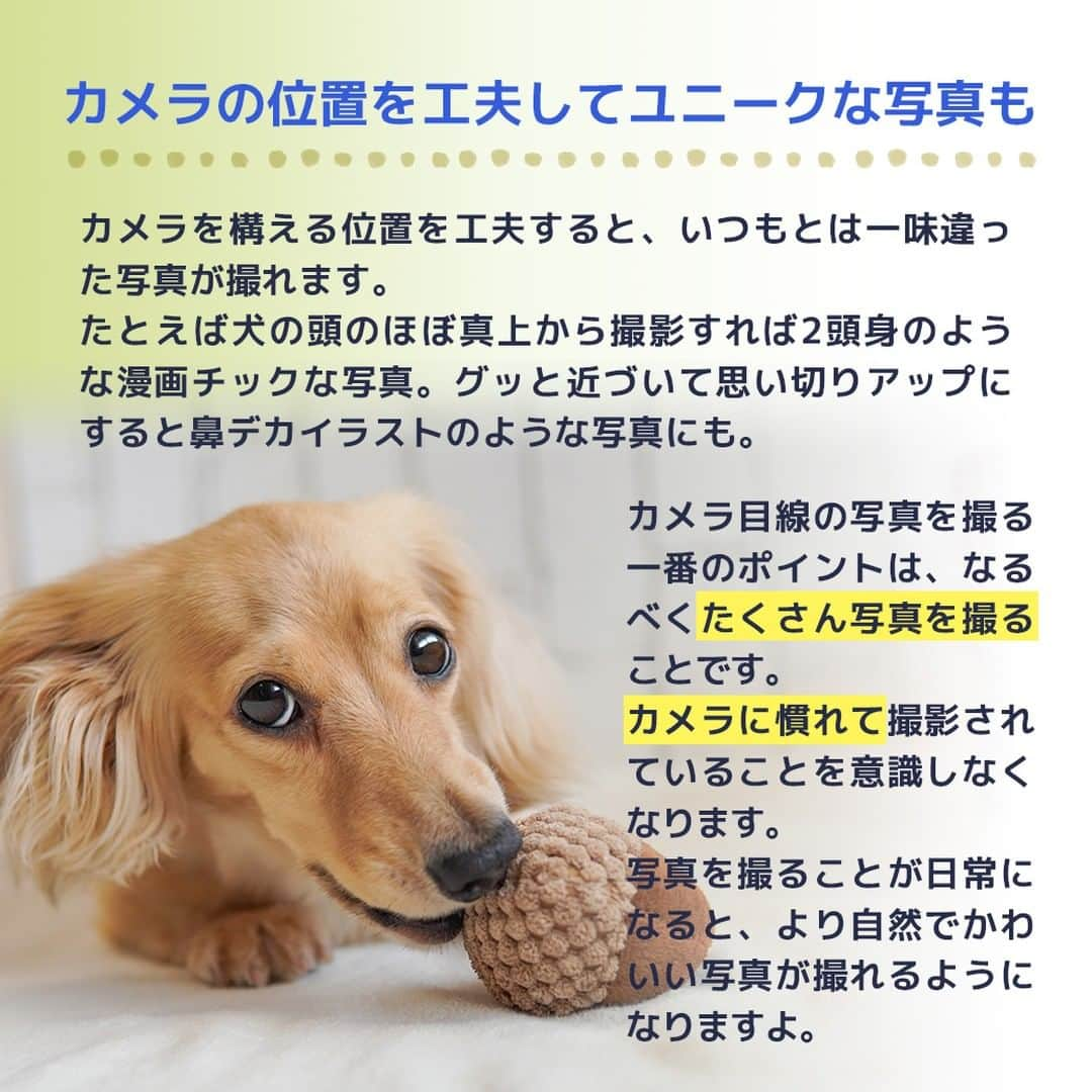 iDog&iCatさんのインスタグラム写真 - (iDog&iCatInstagram)「愛犬との暮らしをもっと楽しく快適に！ IDOG&ICATのお役立ちコラム随時更新中です♪  10月末はハロウィン、その後にはクリスマスや年末年始など、楽しいイベントが目白押し！ 本日は、そんなイベントが増える季節にオススメの愛犬との撮影に関しての記事をお届け！  【犬のカメラ目線をゲット！SNS映えするとっておきの写真を撮ろう】  SNSに愛犬の写真をアップしたいけれど、なかなかカメラ目線になってくれないと悩んでいる飼い主さんも多いと思います。 でもちょっとしたポイントを抑えれば誰でもカメラ目線の写真が撮影できるんです。  今回は誰でもカンタンにできる愛犬がカメラ目線になってくれる方法をご紹介します！  IDOG&ICATではワンちゃんとの撮影にオススメなコスチュームやおもちゃ、おやつをご用意しております。 是非、ワンちゃんとの暮らしにご利用ください♪  ●保存しておけばいつでも見返せて便利です♪  より詳しい内容はIDOG&ICAT公式サイトからご覧いただけます！ https://www.idog.jp/blog/2021/08/30/photographing/ 💡ストーリーやハイライトからもご覧いただけます！  #iDog #IDOGICAT #iCat #犬の服 #犬服 #ペットウェア #犬の服iDog #犬 #うちの子優勝 #わんすたぐらむ #dog #チワワ #トイプードル #ミニチュアダックス #柴犬 #ペット用品 #犬との暮らし #写真 #うちの子写真 #撮影 #記念写真 # #秋の散歩 #IDOGICATお役立ちコラム」10月19日 11時47分 - idogicat