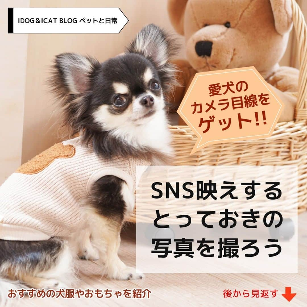 iDog&iCatのインスタグラム