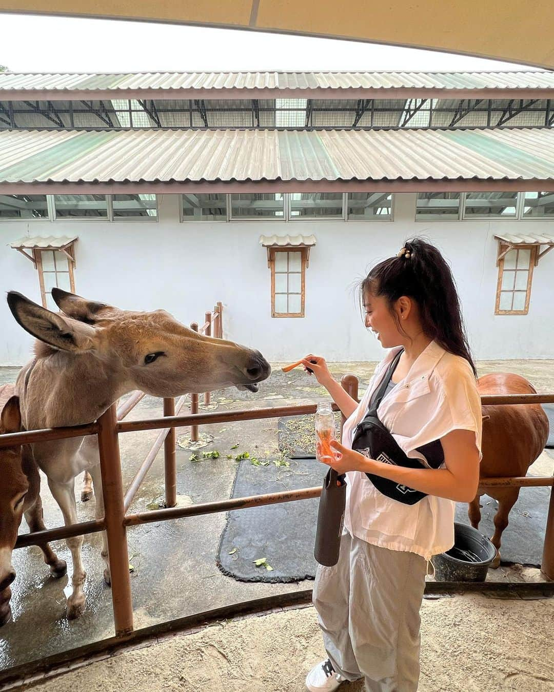 仲川遥香のインスタグラム：「お馬さんににんじんあげた🫏🥕 Kasih makanan ke kuda cantik🫏🥕  #jakarta #indonesia #kuda #ジャカルタ生活 #馬 #にんじん #仲川遥香」