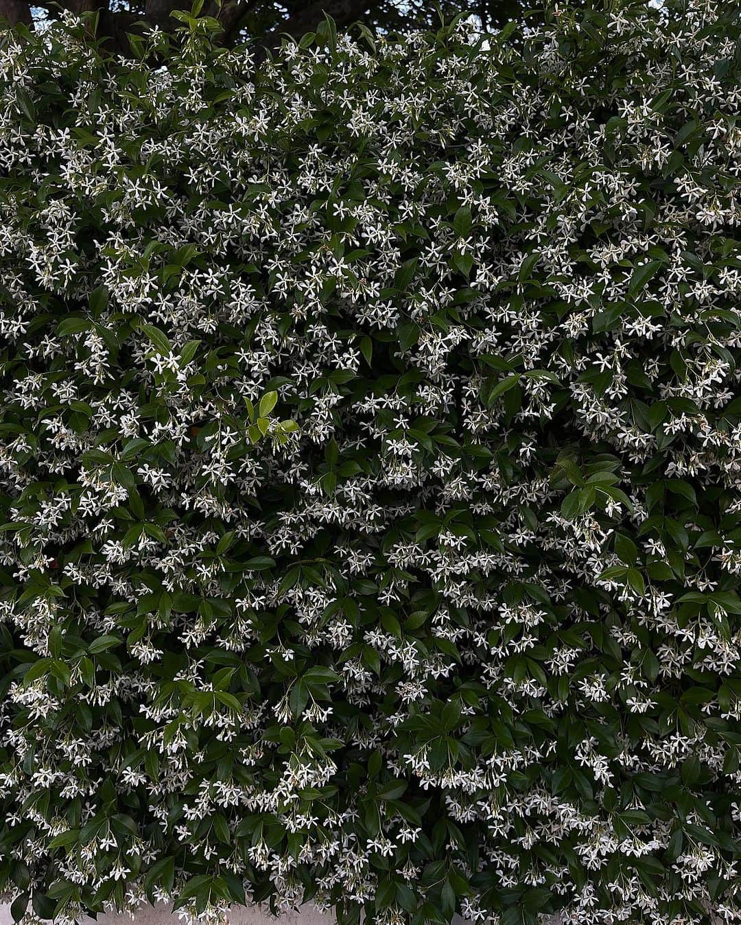 Victoria Leeのインスタグラム：「Walls of one of my favourite summer scents 🌿jasmine 🤍」