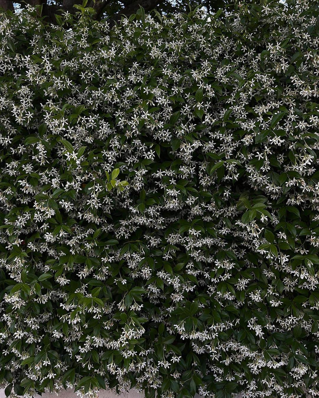 Victoria Leeのインスタグラム：「Walls of one of my favourite summer scents 🌿jasmine 🤍」