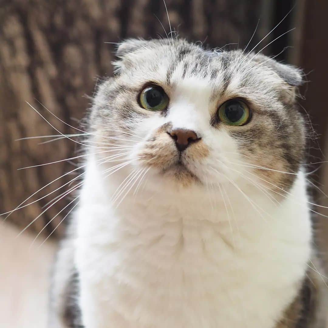 のインスタグラム：「2023.10.19⁡ ⁡⁡ ⁡はい可愛い~☺️💕⁡ ⁡膨らんできた🐈🍁🍂⁡⁡ ⁡⁡ ⁡⁡⁡#peppyフォト部⁡ #nyancon01 #じゃこ#あご肉部 部長🍙 #ブヒブヒ倶楽部 #シブにゃん隊over10 #ねこ部#関西ねこ部#ふわもこ部 #ペコねこ部#もちぽよ部#みんねこ#お口まわり玉ねぎ隊#無敵の親バカ同盟#IGersJP ⁡」