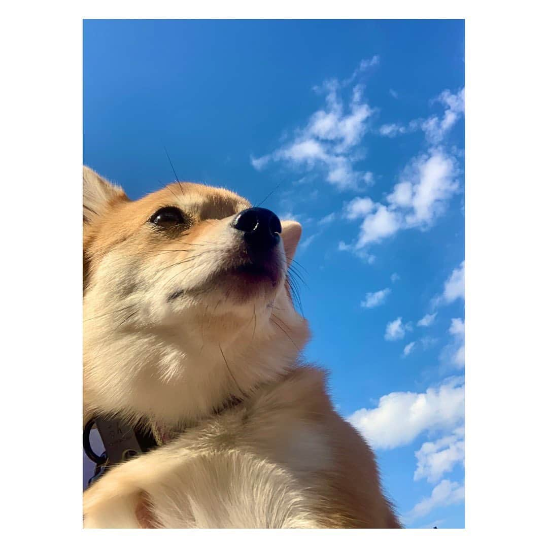 陽月華さんのインスタグラム写真 - (陽月華Instagram)「☆  るん。  秋。 2023。  #るん  #犬 #dog #dogstagram #dogslife #doglife #dogs #doglifestyle #dogstagram  #dogphoto #dogphotography  #dogphotoshoot #photography  #秋 #autumn」10月19日 14時38分 - hizukihana_official