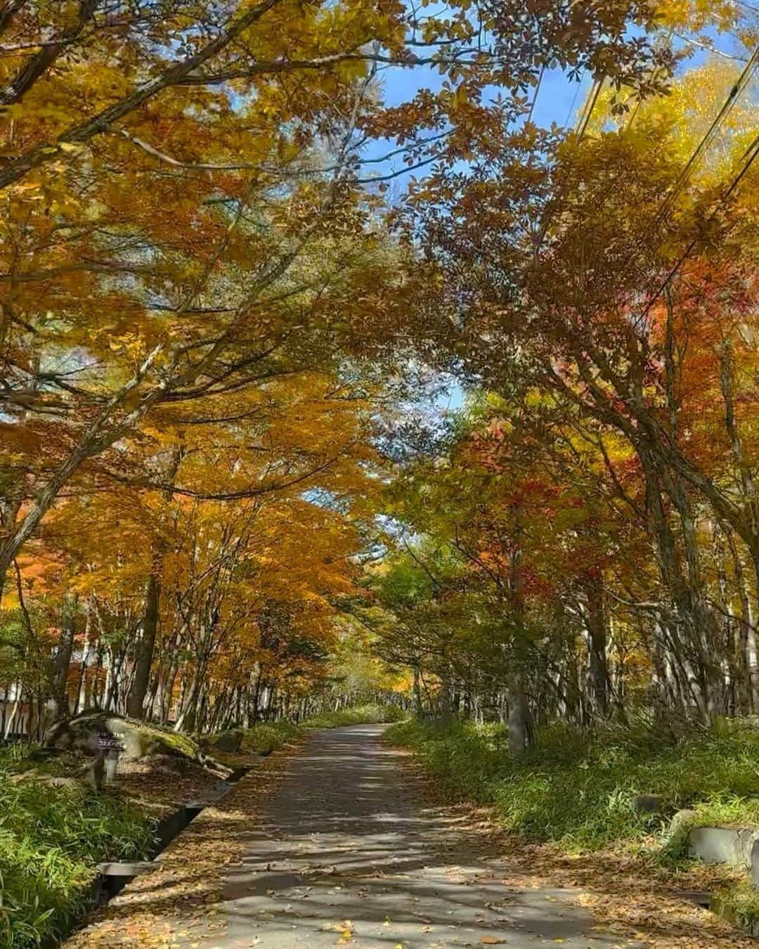 田井中将希のインスタグラム：「朝は一面の黄金の光に包まれ目覚めることのできる森暮らしで一番好きな季節。  散歩しても人に会うことも無く紅葉の独り占め。 あ、タヌキには会ったな。  一瞬で散ってしまう儚さも、それまた良き。」