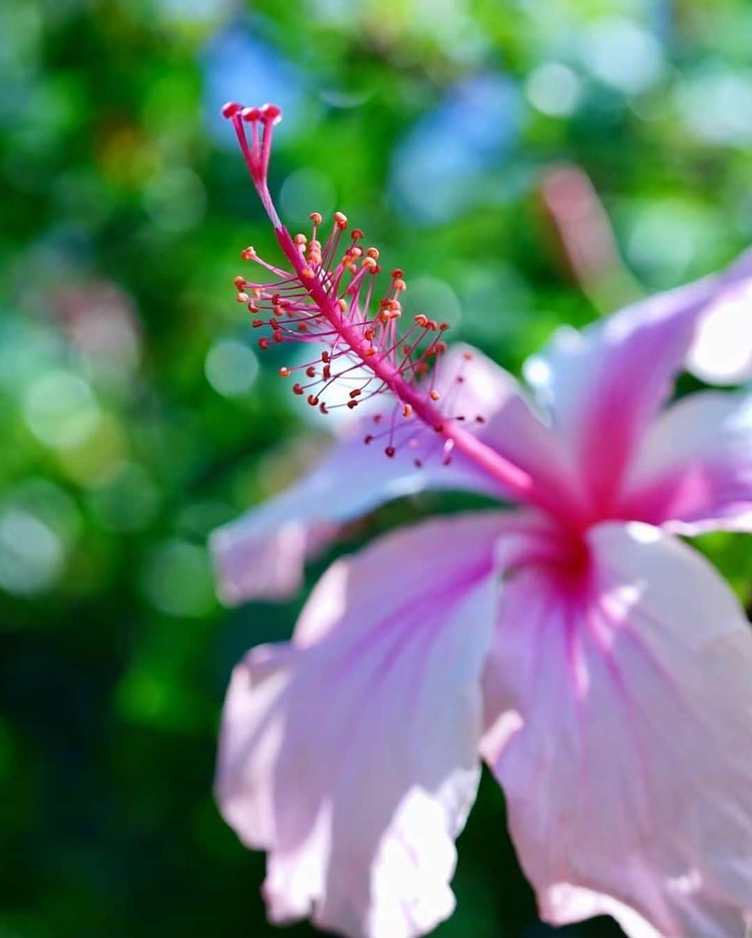 おきなわLikesさんのインスタグラム写真 - (おきなわLikesInstagram)「最近びっくりな発見が！！🌺  沖縄の道端にはたくさんハイビスカスの花が咲いてますよね？  みなさん！！ 写真に写ってるお花たち、沖縄でよく見かけるんですけど 全部ハイビスカスだと思ってませんか？😏🌺  なんと😳 赤い方はハイビスカス、 黄色い方はアラマンダという花なんです！💛❤️💛❤️  めしべおしべがないだけで、 どっちもハイビスカスだと思ってた〜〜！😱😱 （アラマンダは花冠の付け根に隠れてあります🤫）  でもどちらも沖縄らしくて可愛い〜💗 見つけるとつい写真を撮ってしまいます📸  ちなみに、うちなんちゅは小さい頃、 アラマンダの花びらをちぎって ぽーんって音を鳴らして遊ぶらしい🤔  ✜ 𖣯 ✜ 𖣯 ✜ 𖣯 ✜ 𖣯 ✜ 𖣯 ✜ 𖣯 ✜ 𖣯 ✜ 𖣯 ✜ ⁡ 沖縄のこと、「ちょっと好き」から「もっと好き」に。 ⁡ フォローしてね🌺 @okinawa_likes ⁡ ✜ 𖣯 ✜ 𖣯 ✜ 𖣯 ✜ 𖣯 ✜ 𖣯 ✜ 𖣯 ✜ 𖣯 ✜ 𖣯 ✜ #おきなわLikes #沖縄 #沖縄観光 #沖縄旅行 #沖縄好きな人と繋がりたい #okinawa #街歩き #ハイビスカス #アラマンダ #沖縄の花」10月31日 0時00分 - okinawa_likes