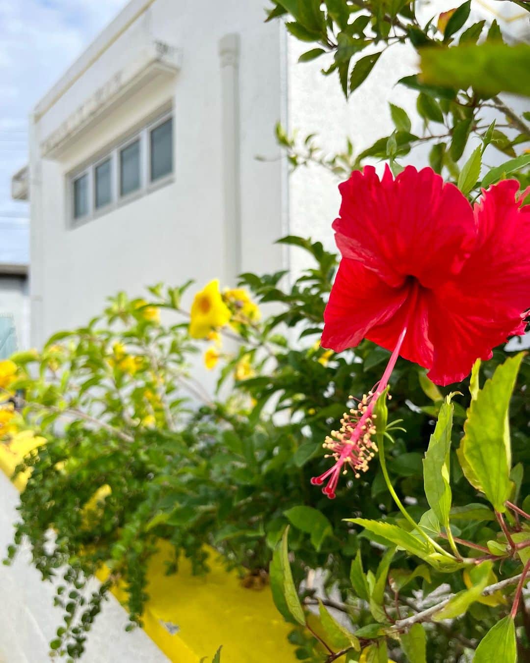 おきなわLikesさんのインスタグラム写真 - (おきなわLikesInstagram)「最近びっくりな発見が！！🌺  沖縄の道端にはたくさんハイビスカスの花が咲いてますよね？  みなさん！！ 写真に写ってるお花たち、沖縄でよく見かけるんですけど 全部ハイビスカスだと思ってませんか？😏🌺  なんと😳 赤い方はハイビスカス、 黄色い方はアラマンダという花なんです！💛❤️💛❤️  めしべおしべがないだけで、 どっちもハイビスカスだと思ってた〜〜！😱😱 （アラマンダは花冠の付け根に隠れてあります🤫）  でもどちらも沖縄らしくて可愛い〜💗 見つけるとつい写真を撮ってしまいます📸  ちなみに、うちなんちゅは小さい頃、 アラマンダの花びらをちぎって ぽーんって音を鳴らして遊ぶらしい🤔  ✜ 𖣯 ✜ 𖣯 ✜ 𖣯 ✜ 𖣯 ✜ 𖣯 ✜ 𖣯 ✜ 𖣯 ✜ 𖣯 ✜ ⁡ 沖縄のこと、「ちょっと好き」から「もっと好き」に。 ⁡ フォローしてね🌺 @okinawa_likes ⁡ ✜ 𖣯 ✜ 𖣯 ✜ 𖣯 ✜ 𖣯 ✜ 𖣯 ✜ 𖣯 ✜ 𖣯 ✜ 𖣯 ✜ #おきなわLikes #沖縄 #沖縄観光 #沖縄旅行 #沖縄好きな人と繋がりたい #okinawa #街歩き #ハイビスカス #アラマンダ #沖縄の花」10月31日 0時00分 - okinawa_likes