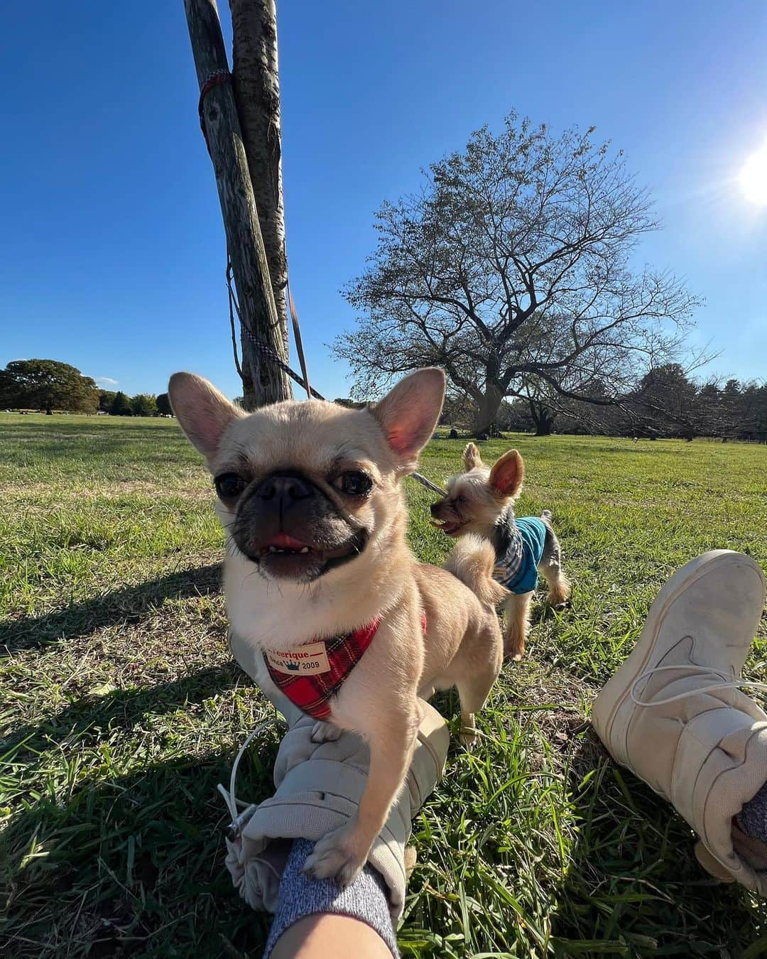 武部柚那さんのインスタグラム写真 - (武部柚那Instagram)「mom  life👶🏻🐶🐶🩷  数年前の自分はまさか今ママになってるなんて 思いもしなかったけれど こんなにも愛しい存在の成長を感じれる日々は楽しい!! もっとカッコいい、可愛いママになれるように頑張るっ!! まだまだやりたい事も夢も楽しみが沢山! 不可能はない🕺💖」10月19日 15時01分 - yuzuna839__