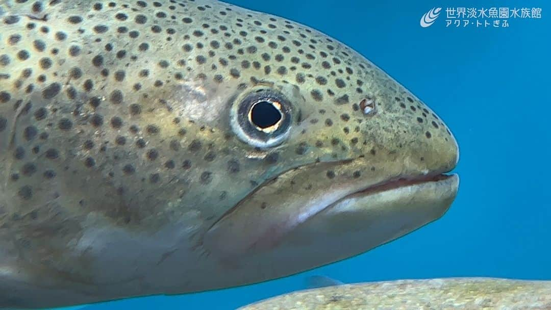 世界淡水魚園水族館 アクア・トト ぎふのインスタグラム：「ちょっと圧が強めの画ですみません。 マンガやゲームで意外とご存知の方が多いイトウです。  「いるのかな？」という声を耳にしたのでご紹介。2階でご覧いただけますよ。  #アクアトト #水族館 #aquarium #オアシスパーク #河川環境楽園」