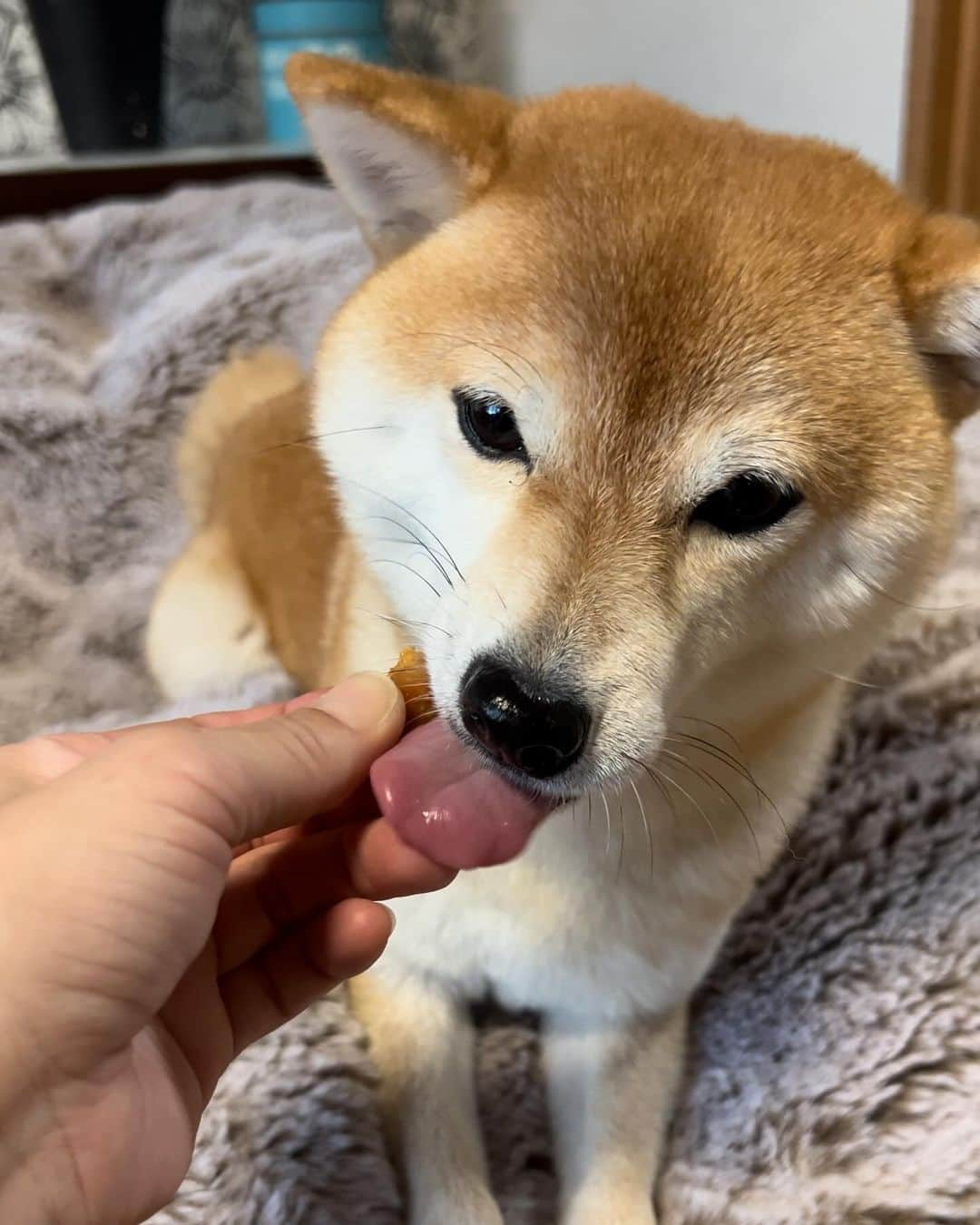 豆柴 サニーちゃんさんのインスタグラム写真 - (豆柴 サニーちゃんInstagram)「. HELLO〜こんにちわん🐻🐶🐻‍❄️ . 久しぶりに投稿したら アンケートとか追加さてれる！ みんなが言ってる意味がわかった😆 . . こないだ遊びにきてくれた リリィちゃんママにもらった うまうまジャーキー💕 この後もすごい食いつき様だったよ😂 . 久しぶりにママにもリリィちゃんにも会えて うれしかったぁ♡ . いつまで経ってもかわいいリリィちゃん😍 ラムちゃんはずっとハムハムしてた⛓️ サニちゃんはよく走ってた💨💨 ニナっちは現在修行中🥷すごくがんばってるよね👏 . . またいつでも遊びにきてね お土産もありがとう🌰 . . #さにらむ劇場 #柴犬#豆柴 #赤柴#豆柴子犬#豆柴多頭飼い #まめしば#しばいぬ#anicas#shiba_snap #shibainu#shiba#mameshiba#shibastagram #豆柴サニーちゃん#豆柴ラムちゃん#さにらむ #さにらむ2023#さにらむどん」10月19日 15時15分 - sunny_rei_32