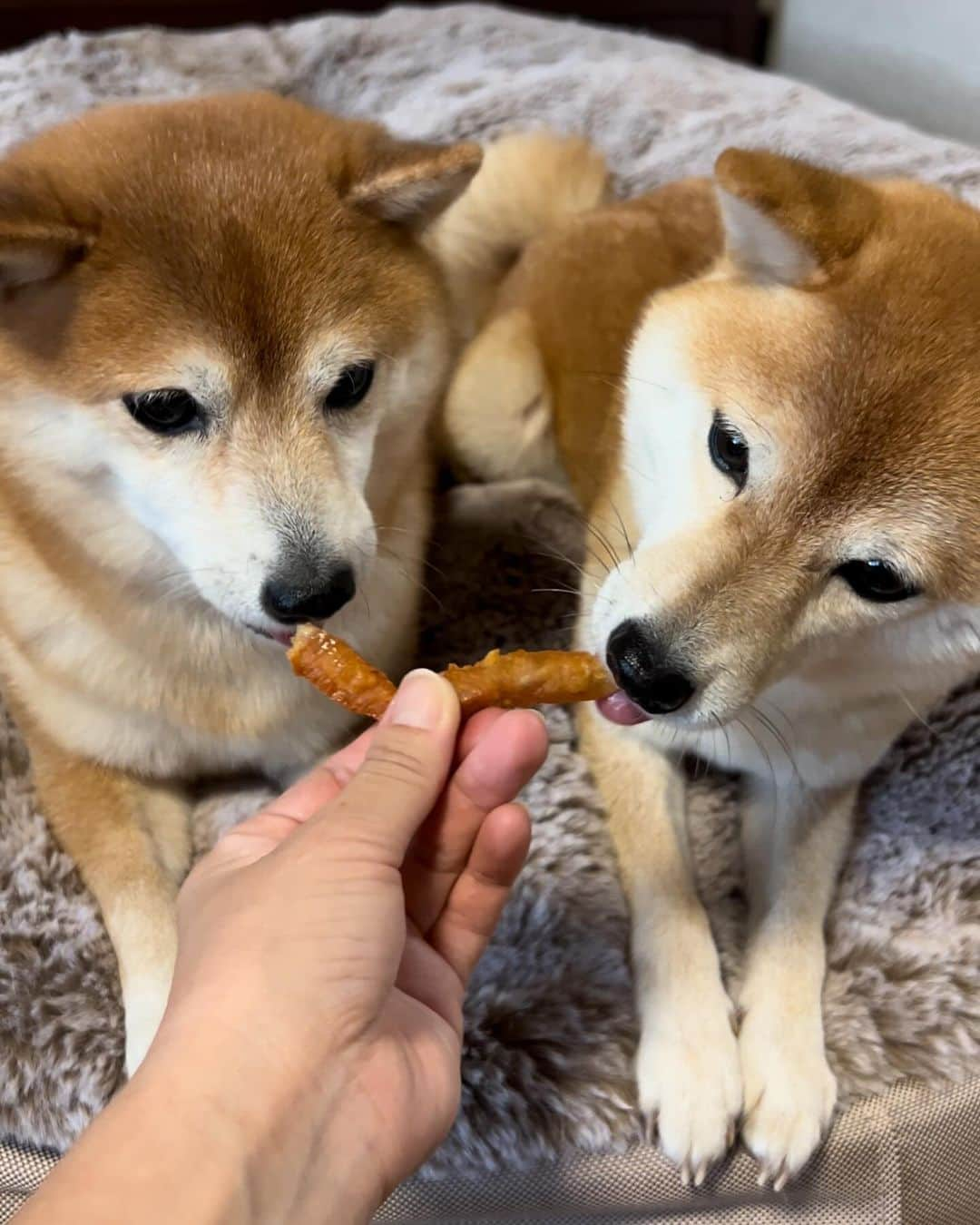 豆柴 サニーちゃんさんのインスタグラム写真 - (豆柴 サニーちゃんInstagram)「. HELLO〜こんにちわん🐻🐶🐻‍❄️ . 久しぶりに投稿したら アンケートとか追加さてれる！ みんなが言ってる意味がわかった😆 . . こないだ遊びにきてくれた リリィちゃんママにもらった うまうまジャーキー💕 この後もすごい食いつき様だったよ😂 . 久しぶりにママにもリリィちゃんにも会えて うれしかったぁ♡ . いつまで経ってもかわいいリリィちゃん😍 ラムちゃんはずっとハムハムしてた⛓️ サニちゃんはよく走ってた💨💨 ニナっちは現在修行中🥷すごくがんばってるよね👏 . . またいつでも遊びにきてね お土産もありがとう🌰 . . #さにらむ劇場 #柴犬#豆柴 #赤柴#豆柴子犬#豆柴多頭飼い #まめしば#しばいぬ#anicas#shiba_snap #shibainu#shiba#mameshiba#shibastagram #豆柴サニーちゃん#豆柴ラムちゃん#さにらむ #さにらむ2023#さにらむどん」10月19日 15時15分 - sunny_rei_32