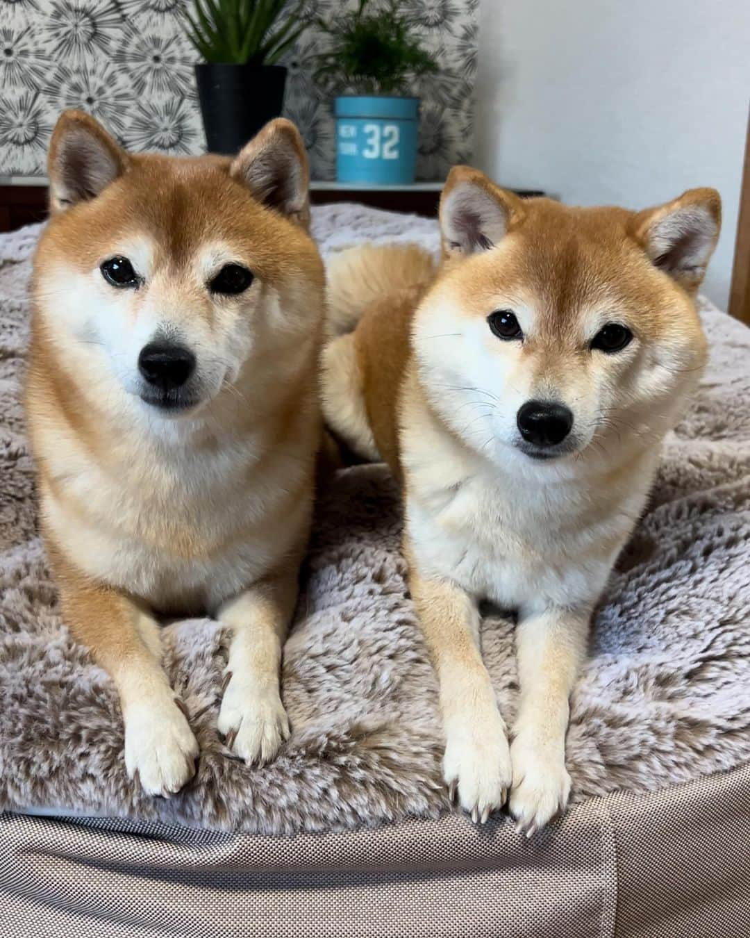 豆柴 サニーちゃんのインスタグラム：「. HELLO〜こんにちわん🐻🐶🐻‍❄️ . 久しぶりに投稿したら アンケートとか追加さてれる！ みんなが言ってる意味がわかった😆 . . こないだ遊びにきてくれた リリィちゃんママにもらった うまうまジャーキー💕 この後もすごい食いつき様だったよ😂 . 久しぶりにママにもリリィちゃんにも会えて うれしかったぁ♡ . いつまで経ってもかわいいリリィちゃん😍 ラムちゃんはずっとハムハムしてた⛓️ サニちゃんはよく走ってた💨💨 ニナっちは現在修行中🥷すごくがんばってるよね👏 . . またいつでも遊びにきてね お土産もありがとう🌰 . . #さにらむ劇場 #柴犬#豆柴 #赤柴#豆柴子犬#豆柴多頭飼い #まめしば#しばいぬ#anicas#shiba_snap #shibainu#shiba#mameshiba#shibastagram #豆柴サニーちゃん#豆柴ラムちゃん#さにらむ #さにらむ2023#さにらむどん」