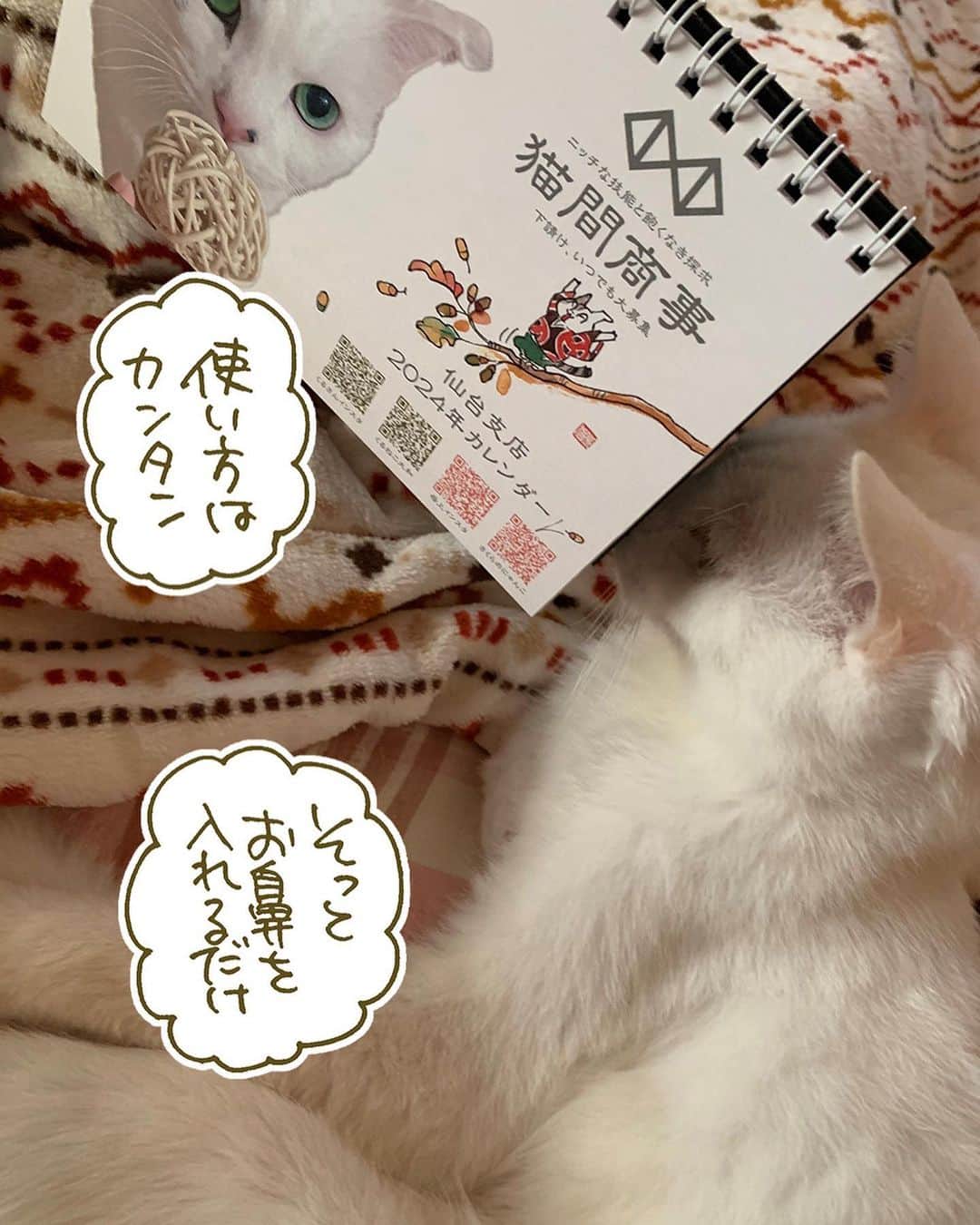 くるねこ大和さんのインスタグラム写真 - (くるねこ大和Instagram)「猫間商事鼻カバー（カレンダー機能付）  #猫間商事仙台  #鼻カバー  #マル胡」10月19日 15時16分 - kuru0214neko