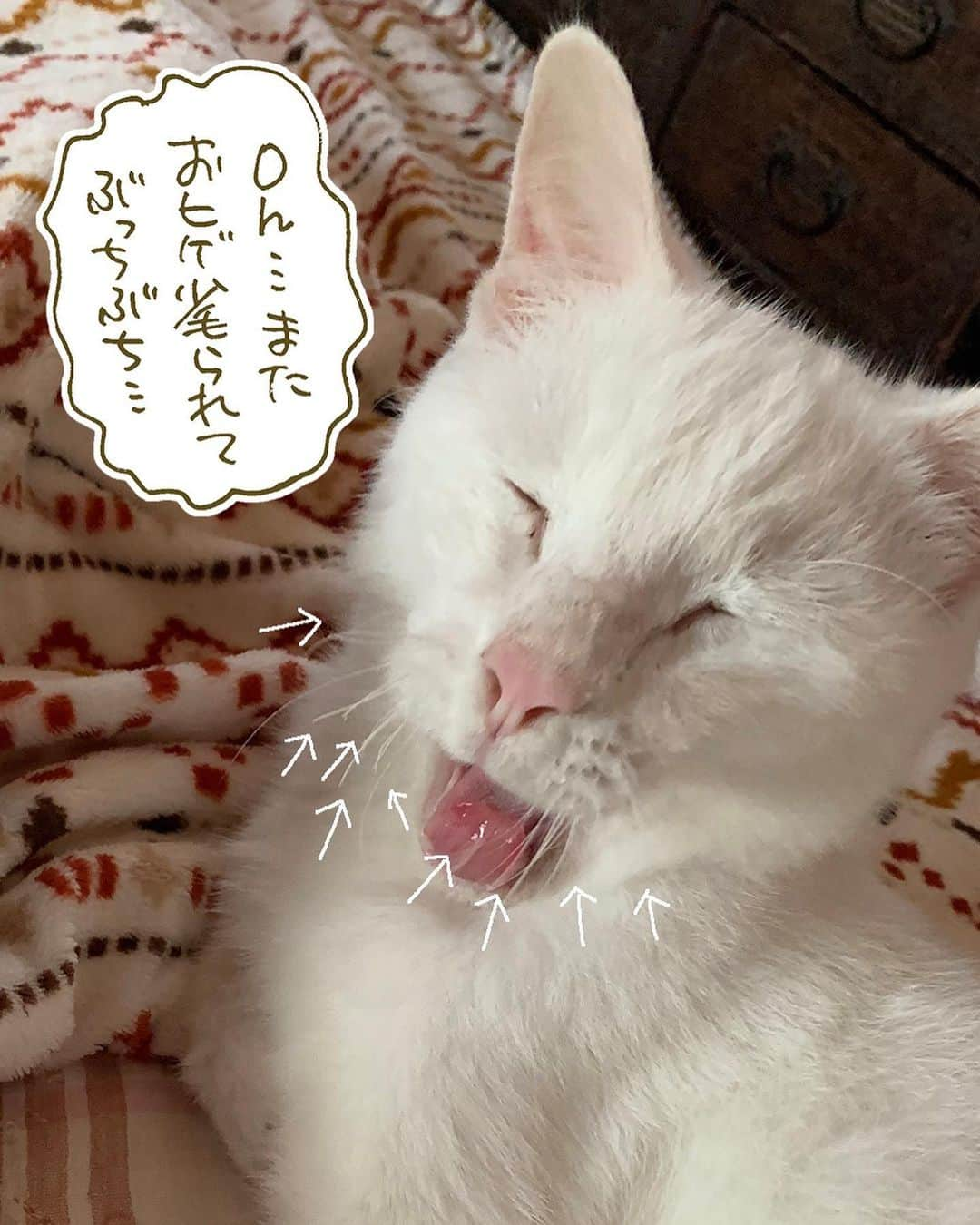 くるねこ大和さんのインスタグラム写真 - (くるねこ大和Instagram)「猫間商事鼻カバー（カレンダー機能付）  #猫間商事仙台  #鼻カバー  #マル胡」10月19日 15時16分 - kuru0214neko