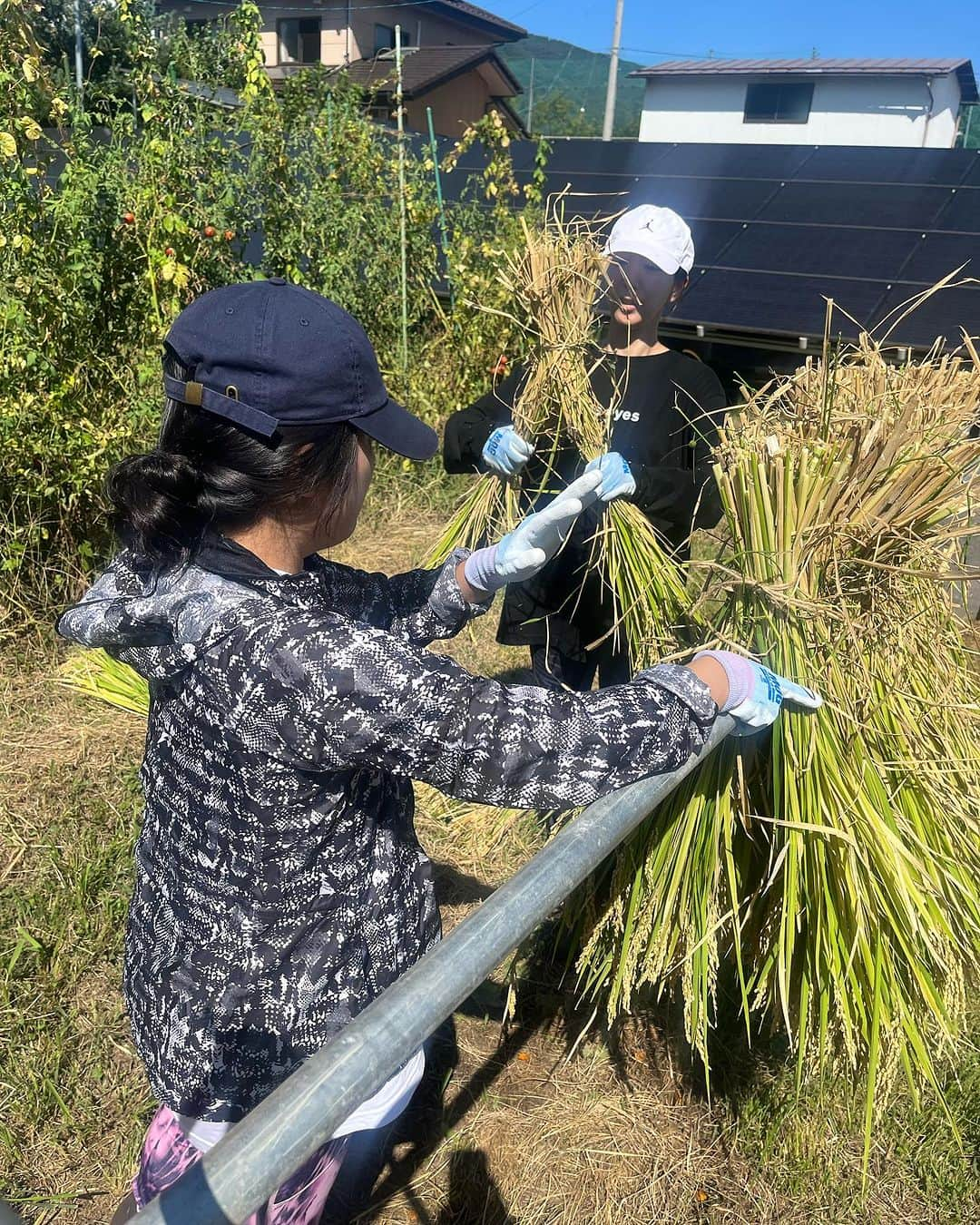 浜崎美保さんのインスタグラム写真 - (浜崎美保Instagram)「🌾🌾🌾🌾🌾🌾🌾🌾  【追記】10月20日(金)朝  おかげさまで販売開始後即完売いたしました🙏 ご購入いただいたみなさん、ありがとうございます🕊到着をお待ちくださいませ😌  そしてご購入できなかったみなさん、楽しみにしてくださっていたみなさんもありがとうございます😭 いつになるかわかりませんが、稲刈りや収穫をした際はまたシェアできると嬉しいです🥹  いつもありがとうございます🕊  浜崎美保  ・・・・・・・・・・・・・・・・・・・・・  先月末、長野を訪れました😌🌿  実は元々、長野で自家農法の野菜やお米、果物を育てているオサダ商店さんのファン🤭🍆🌾🍎  初めて食べたときの感動が忘れられず、どんな場所で育っているんだろう？🤔どんな方が育てているのだろう？🤔とどんどん興味がわいてきて、遂には足を運んでしまいました🤭🤗  そこで出会ったお米🌾✨  農薬・化学肥料を一切使用せず、自然のあらゆる循環と自らの免疫力で育ったたくましい稲たちが輝いていたのです✨  オサダ商店さんに育てられたものはすべて、大地のエネルギーや自然のパワーを感じ、体中の細胞が喜びを感じる味わいです🥹👏  オサダ商店さんすごすぎる！このおいしさをぜひ伝えたい！！もっともっとオサダ商店さんのことを知ってほしい！！！と思いが湧き上がり、今回実際に稲刈りしたものをコラボ企画として限定量で販売させていただく運びとなりました🙏✨  🌕発売日➡︎10月20日(金)朝9時 商品WEB OPEN @osada.shoten https://www.osadashoten.com/ 🌕品種➡︎長野県オリジナルブランド「風さやか」 2023年 新米 🌕2kg 3780円 (税込)+送料/クール便でのお届け ※限定10袋のみ🌾  今回は限定10名様となりますが、私のプロジェクトであるpeperomiaとのコラボで自家農法米を発売させていただきます。  お米を入れる袋もプラ製品を使用せず、再利用可能な自然のものにこだわり、自生している竹を利用した竹筒でのお届けとなります🎋  美味しいおいしいお米をぜひお召し上がりください😆🍚✨  竹にはミネラル成分があります🫶お米を食べ終わった際には飲料水や日本酒、焼酎などを入れてみてください🎋竹の風味がほのかにうつり、楽しみが広がります🎋  peperomia×自家農法米の追加生産は一切ございません🍚🙏  これを機に、コラボ米以外もオサダ商店さんの手掛けている貴重なお野菜や商品を知っていただけると嬉しいです😌  明日の朝9時です🥹👏✨ どんな方が購入してくださるのか😌このおいしさを共有できますように🍚  詳しくはストーリーズのハイライト［コラボ米］をご覧ください🤗🎋  #長野 #農業 #畑 #収穫 #稲刈り #自家農法 #自家農法米 #オサダ商店 #peperomia  #浜崎美保 @peperomia_official」10月19日 16時06分 - mihohamasaki_japan