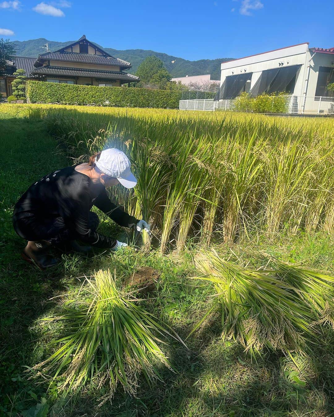 浜崎美保さんのインスタグラム写真 - (浜崎美保Instagram)「🌾🌾🌾🌾🌾🌾🌾🌾  【追記】10月20日(金)朝  おかげさまで販売開始後即完売いたしました🙏 ご購入いただいたみなさん、ありがとうございます🕊到着をお待ちくださいませ😌  そしてご購入できなかったみなさん、楽しみにしてくださっていたみなさんもありがとうございます😭 いつになるかわかりませんが、稲刈りや収穫をした際はまたシェアできると嬉しいです🥹  いつもありがとうございます🕊  浜崎美保  ・・・・・・・・・・・・・・・・・・・・・  先月末、長野を訪れました😌🌿  実は元々、長野で自家農法の野菜やお米、果物を育てているオサダ商店さんのファン🤭🍆🌾🍎  初めて食べたときの感動が忘れられず、どんな場所で育っているんだろう？🤔どんな方が育てているのだろう？🤔とどんどん興味がわいてきて、遂には足を運んでしまいました🤭🤗  そこで出会ったお米🌾✨  農薬・化学肥料を一切使用せず、自然のあらゆる循環と自らの免疫力で育ったたくましい稲たちが輝いていたのです✨  オサダ商店さんに育てられたものはすべて、大地のエネルギーや自然のパワーを感じ、体中の細胞が喜びを感じる味わいです🥹👏  オサダ商店さんすごすぎる！このおいしさをぜひ伝えたい！！もっともっとオサダ商店さんのことを知ってほしい！！！と思いが湧き上がり、今回実際に稲刈りしたものをコラボ企画として限定量で販売させていただく運びとなりました🙏✨  🌕発売日➡︎10月20日(金)朝9時 商品WEB OPEN @osada.shoten https://www.osadashoten.com/ 🌕品種➡︎長野県オリジナルブランド「風さやか」 2023年 新米 🌕2kg 3780円 (税込)+送料/クール便でのお届け ※限定10袋のみ🌾  今回は限定10名様となりますが、私のプロジェクトであるpeperomiaとのコラボで自家農法米を発売させていただきます。  お米を入れる袋もプラ製品を使用せず、再利用可能な自然のものにこだわり、自生している竹を利用した竹筒でのお届けとなります🎋  美味しいおいしいお米をぜひお召し上がりください😆🍚✨  竹にはミネラル成分があります🫶お米を食べ終わった際には飲料水や日本酒、焼酎などを入れてみてください🎋竹の風味がほのかにうつり、楽しみが広がります🎋  peperomia×自家農法米の追加生産は一切ございません🍚🙏  これを機に、コラボ米以外もオサダ商店さんの手掛けている貴重なお野菜や商品を知っていただけると嬉しいです😌  明日の朝9時です🥹👏✨ どんな方が購入してくださるのか😌このおいしさを共有できますように🍚  詳しくはストーリーズのハイライト［コラボ米］をご覧ください🤗🎋  #長野 #農業 #畑 #収穫 #稲刈り #自家農法 #自家農法米 #オサダ商店 #peperomia  #浜崎美保 @peperomia_official」10月19日 16時06分 - mihohamasaki_japan