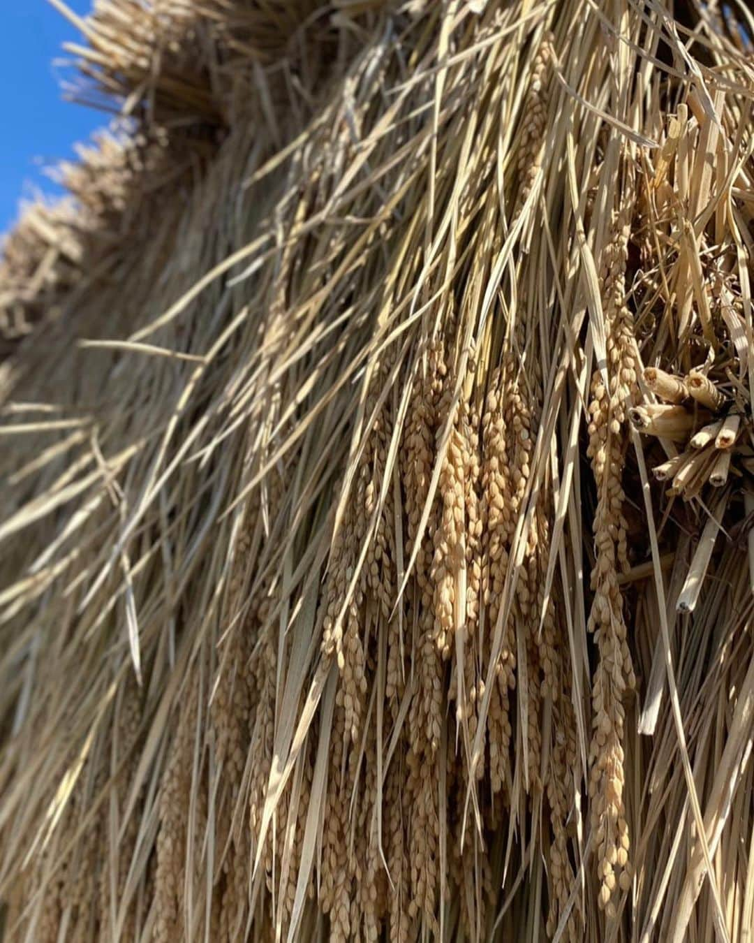 浜崎美保さんのインスタグラム写真 - (浜崎美保Instagram)「🌾🌾🌾🌾🌾🌾🌾🌾  【追記】10月20日(金)朝  おかげさまで販売開始後即完売いたしました🙏 ご購入いただいたみなさん、ありがとうございます🕊到着をお待ちくださいませ😌  そしてご購入できなかったみなさん、楽しみにしてくださっていたみなさんもありがとうございます😭 いつになるかわかりませんが、稲刈りや収穫をした際はまたシェアできると嬉しいです🥹  いつもありがとうございます🕊  浜崎美保  ・・・・・・・・・・・・・・・・・・・・・  先月末、長野を訪れました😌🌿  実は元々、長野で自家農法の野菜やお米、果物を育てているオサダ商店さんのファン🤭🍆🌾🍎  初めて食べたときの感動が忘れられず、どんな場所で育っているんだろう？🤔どんな方が育てているのだろう？🤔とどんどん興味がわいてきて、遂には足を運んでしまいました🤭🤗  そこで出会ったお米🌾✨  農薬・化学肥料を一切使用せず、自然のあらゆる循環と自らの免疫力で育ったたくましい稲たちが輝いていたのです✨  オサダ商店さんに育てられたものはすべて、大地のエネルギーや自然のパワーを感じ、体中の細胞が喜びを感じる味わいです🥹👏  オサダ商店さんすごすぎる！このおいしさをぜひ伝えたい！！もっともっとオサダ商店さんのことを知ってほしい！！！と思いが湧き上がり、今回実際に稲刈りしたものをコラボ企画として限定量で販売させていただく運びとなりました🙏✨  🌕発売日➡︎10月20日(金)朝9時 商品WEB OPEN @osada.shoten https://www.osadashoten.com/ 🌕品種➡︎長野県オリジナルブランド「風さやか」 2023年 新米 🌕2kg 3780円 (税込)+送料/クール便でのお届け ※限定10袋のみ🌾  今回は限定10名様となりますが、私のプロジェクトであるpeperomiaとのコラボで自家農法米を発売させていただきます。  お米を入れる袋もプラ製品を使用せず、再利用可能な自然のものにこだわり、自生している竹を利用した竹筒でのお届けとなります🎋  美味しいおいしいお米をぜひお召し上がりください😆🍚✨  竹にはミネラル成分があります🫶お米を食べ終わった際には飲料水や日本酒、焼酎などを入れてみてください🎋竹の風味がほのかにうつり、楽しみが広がります🎋  peperomia×自家農法米の追加生産は一切ございません🍚🙏  これを機に、コラボ米以外もオサダ商店さんの手掛けている貴重なお野菜や商品を知っていただけると嬉しいです😌  明日の朝9時です🥹👏✨ どんな方が購入してくださるのか😌このおいしさを共有できますように🍚  詳しくはストーリーズのハイライト［コラボ米］をご覧ください🤗🎋  #長野 #農業 #畑 #収穫 #稲刈り #自家農法 #自家農法米 #オサダ商店 #peperomia  #浜崎美保 @peperomia_official」10月19日 16時06分 - mihohamasaki_japan