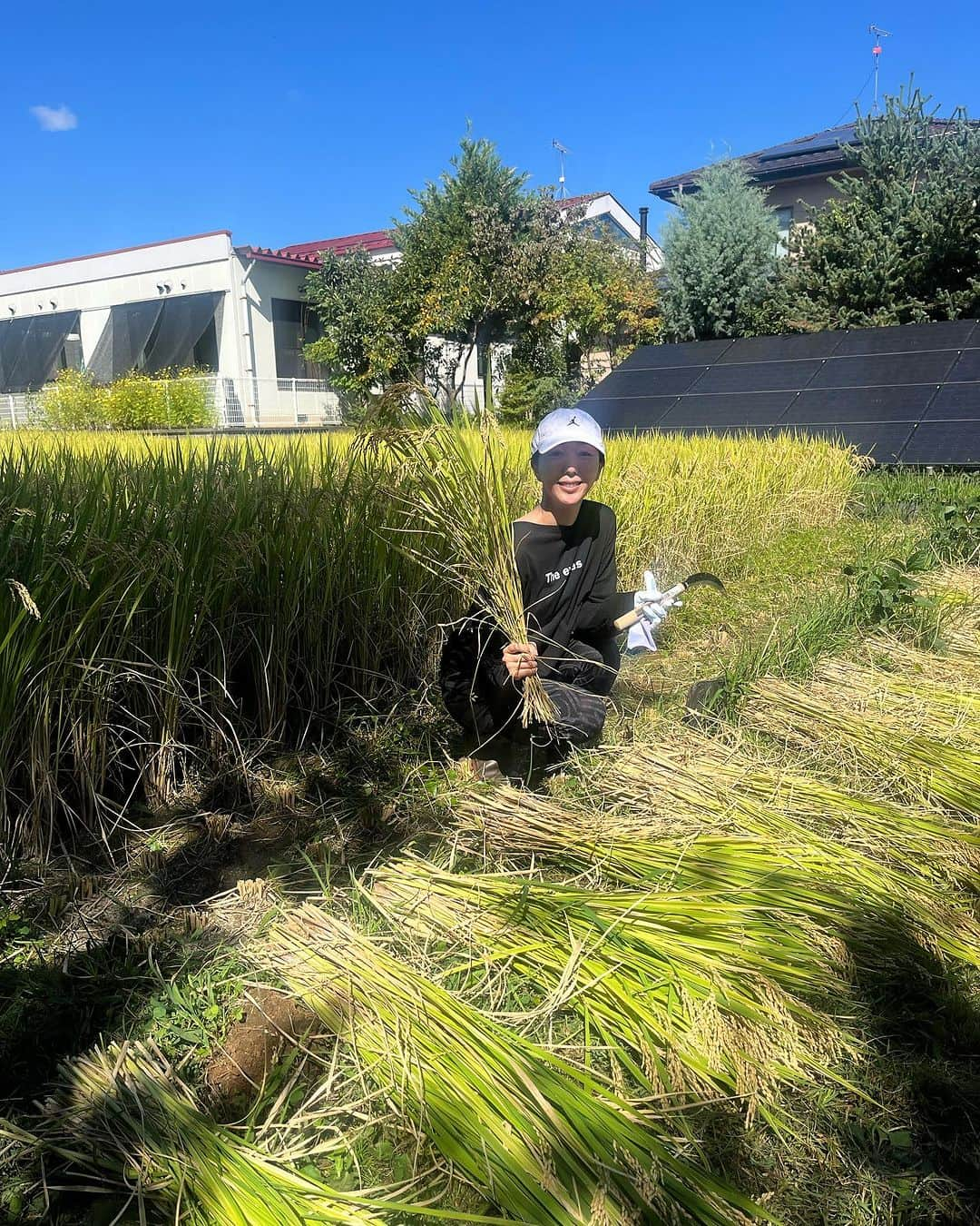 浜崎美保のインスタグラム：「🌾🌾🌾🌾🌾🌾🌾🌾  【追記】10月20日(金)朝  おかげさまで販売開始後即完売いたしました🙏 ご購入いただいたみなさん、ありがとうございます🕊到着をお待ちくださいませ😌  そしてご購入できなかったみなさん、楽しみにしてくださっていたみなさんもありがとうございます😭 いつになるかわかりませんが、稲刈りや収穫をした際はまたシェアできると嬉しいです🥹  いつもありがとうございます🕊  浜崎美保  ・・・・・・・・・・・・・・・・・・・・・  先月末、長野を訪れました😌🌿  実は元々、長野で自家農法の野菜やお米、果物を育てているオサダ商店さんのファン🤭🍆🌾🍎  初めて食べたときの感動が忘れられず、どんな場所で育っているんだろう？🤔どんな方が育てているのだろう？🤔とどんどん興味がわいてきて、遂には足を運んでしまいました🤭🤗  そこで出会ったお米🌾✨  農薬・化学肥料を一切使用せず、自然のあらゆる循環と自らの免疫力で育ったたくましい稲たちが輝いていたのです✨  オサダ商店さんに育てられたものはすべて、大地のエネルギーや自然のパワーを感じ、体中の細胞が喜びを感じる味わいです🥹👏  オサダ商店さんすごすぎる！このおいしさをぜひ伝えたい！！もっともっとオサダ商店さんのことを知ってほしい！！！と思いが湧き上がり、今回実際に稲刈りしたものをコラボ企画として限定量で販売させていただく運びとなりました🙏✨  🌕発売日➡︎10月20日(金)朝9時 商品WEB OPEN @osada.shoten https://www.osadashoten.com/ 🌕品種➡︎長野県オリジナルブランド「風さやか」 2023年 新米 🌕2kg 3780円 (税込)+送料/クール便でのお届け ※限定10袋のみ🌾  今回は限定10名様となりますが、私のプロジェクトであるpeperomiaとのコラボで自家農法米を発売させていただきます。  お米を入れる袋もプラ製品を使用せず、再利用可能な自然のものにこだわり、自生している竹を利用した竹筒でのお届けとなります🎋  美味しいおいしいお米をぜひお召し上がりください😆🍚✨  竹にはミネラル成分があります🫶お米を食べ終わった際には飲料水や日本酒、焼酎などを入れてみてください🎋竹の風味がほのかにうつり、楽しみが広がります🎋  peperomia×自家農法米の追加生産は一切ございません🍚🙏  これを機に、コラボ米以外もオサダ商店さんの手掛けている貴重なお野菜や商品を知っていただけると嬉しいです😌  明日の朝9時です🥹👏✨ どんな方が購入してくださるのか😌このおいしさを共有できますように🍚  詳しくはストーリーズのハイライト［コラボ米］をご覧ください🤗🎋  #長野 #農業 #畑 #収穫 #稲刈り #自家農法 #自家農法米 #オサダ商店 #peperomia  #浜崎美保 @peperomia_official」