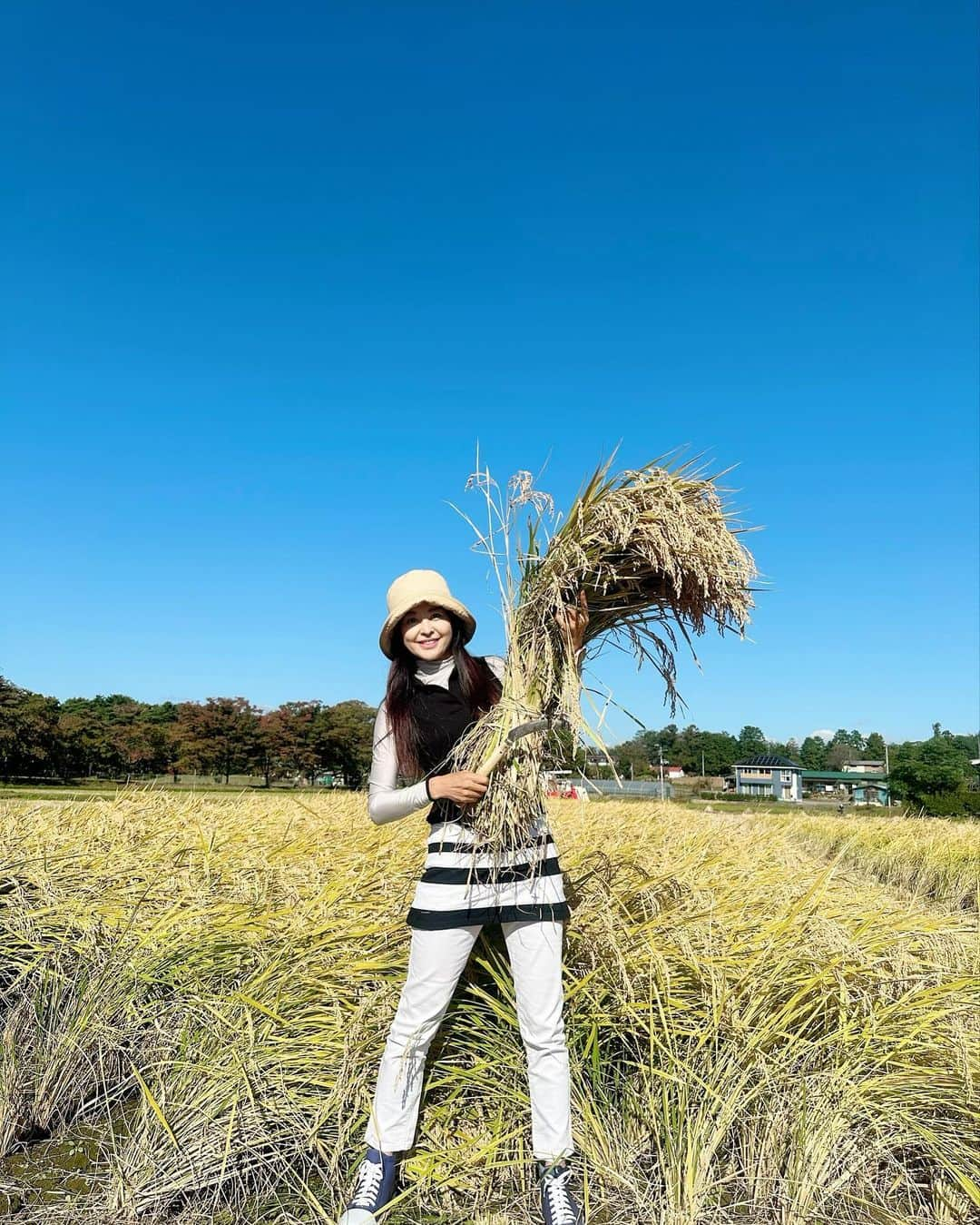 大桃美代子のインスタグラム：「矢吹町の「田んぼの学校」の稲刈りがおわりました。  コロナ禍で出来なかったときもありましたが、  今年はお天気に恵まれ、雲ひとつない晴天。  ウクライナの国旗みたい。🇺🇦  この田んぼの学校は、小学生の農業体験授業、、  だけではありません。  矢吹町役場、善郷小学校、中畑、矢吹小学校、  東京農業大学の「カブトエビ農法」など、農業デザイン科の学生さん、地元若手農業者チームなど、官学がコラボした農業の実験がおこなわれているのです。  かれこれ、10年以上続いているのは、  皆様のご協力があってこそ。  カブトエビは、昔は田んぼの何処にでもいた昆虫です。  田んぼに群生すると、雑草を食べてくれて、無農薬での栽培が可能になるという、  農法で、矢吹町の田んぼはそれに挑戦しているのです。  カブトエビの姿が目視出来るようになったのは、  ここ数年なんです。  エジソンの言葉を思い出します。  「成功するまで諦めなければ、失敗ではない」と。  カブトエビ米をブランディング出来るスタートラインまできた感じです。  ここまでくるのに、長かった。  でも、まだスタートです。  その場所で「校長先生」として参加させていただいて、貴重な体験をさせていただいています。  猛暑の影響は米作りにも出ていまして、  高温障害の白濁したお米が出たりしています。  時期をずらしての稲刈りに管理者はどれだけ気を遣ったことでしょう。  この時期に稲穂が倒れずに茎を強くされたそうです。  田んぼの管理をやってくださっている、  芳賀教頭先生のおかげです。  長年の功労に「感謝状」を送らせていただきました。  私の名前になっていますが、  関わる全ての方々からの思いです。  いつも有難う御座います。  矢吹町役場の皆様に感謝です。  NHKさんにも取材に来ていただき、感謝です。  みんな張り切って稲刈りしていました。  コメントしていました。  農業って、楽しい。  そんな子供たちが大きくなったら、街が変わりだす。  矢吹町のブランド米として皆様の元に届く日も近い？  矢吹町の挑戦、今後もお伝えします。  1日も早く平和に！  #やぶきまち#田んぼの学校#善郷小学校#中畑小学校#矢吹小学校#東京農業大学#カブトエビ#福島県#矢吹町#NHK#地域活性化#SDGs#稲刈り#コシヒカリ#国産」