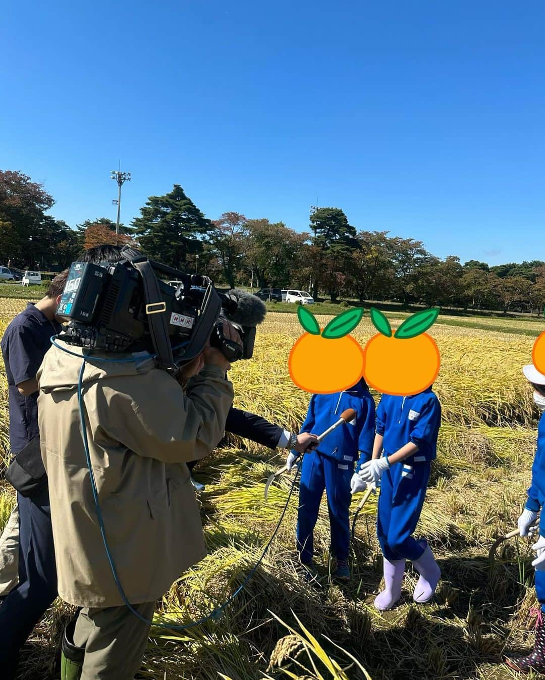 大桃美代子さんのインスタグラム写真 - (大桃美代子Instagram)「矢吹町の「田んぼの学校」の稲刈りがおわりました。  コロナ禍で出来なかったときもありましたが、  今年はお天気に恵まれ、雲ひとつない晴天。  ウクライナの国旗みたい。🇺🇦  この田んぼの学校は、小学生の農業体験授業、、  だけではありません。  矢吹町役場、善郷小学校、中畑、矢吹小学校、  東京農業大学の「カブトエビ農法」など、農業デザイン科の学生さん、地元若手農業者チームなど、官学がコラボした農業の実験がおこなわれているのです。  かれこれ、10年以上続いているのは、  皆様のご協力があってこそ。  カブトエビは、昔は田んぼの何処にでもいた昆虫です。  田んぼに群生すると、雑草を食べてくれて、無農薬での栽培が可能になるという、  農法で、矢吹町の田んぼはそれに挑戦しているのです。  カブトエビの姿が目視出来るようになったのは、  ここ数年なんです。  エジソンの言葉を思い出します。  「成功するまで諦めなければ、失敗ではない」と。  カブトエビ米をブランディング出来るスタートラインまできた感じです。  ここまでくるのに、長かった。  でも、まだスタートです。  その場所で「校長先生」として参加させていただいて、貴重な体験をさせていただいています。  猛暑の影響は米作りにも出ていまして、  高温障害の白濁したお米が出たりしています。  時期をずらしての稲刈りに管理者はどれだけ気を遣ったことでしょう。  この時期に稲穂が倒れずに茎を強くされたそうです。  田んぼの管理をやってくださっている、  芳賀教頭先生のおかげです。  長年の功労に「感謝状」を送らせていただきました。  私の名前になっていますが、  関わる全ての方々からの思いです。  いつも有難う御座います。  矢吹町役場の皆様に感謝です。  NHKさんにも取材に来ていただき、感謝です。  みんな張り切って稲刈りしていました。  コメントしていました。  農業って、楽しい。  そんな子供たちが大きくなったら、街が変わりだす。  矢吹町のブランド米として皆様の元に届く日も近い？  矢吹町の挑戦、今後もお伝えします。  1日も早く平和に！  #やぶきまち#田んぼの学校#善郷小学校#中畑小学校#矢吹小学校#東京農業大学#カブトエビ#福島県#矢吹町#NHK#地域活性化#SDGs#稲刈り#コシヒカリ#国産」10月19日 16時08分 - miyoko_omomo