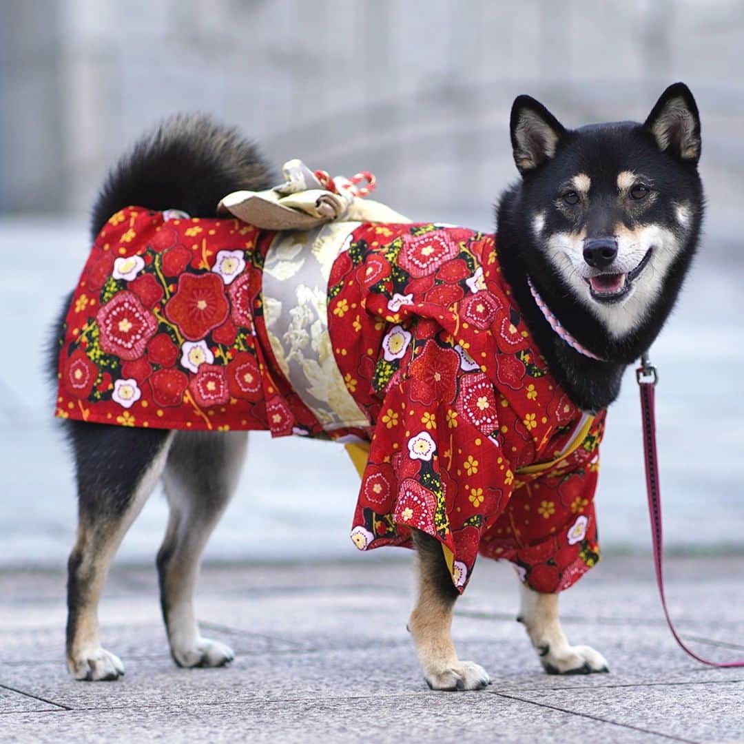 iDog&iCatさんのインスタグラム写真 - (iDog&iCatInstagram)「★新商品★  「愛犬用着物」  華やかな雰囲気の本格的な愛犬・愛猫用の晴れ着。 お正月や記念撮影に、フォトジェニックな１枚です。  あざやかで美しい花柄の愛犬用の晴れ着です。IDOG&ICATオリジナル柄で大人かわいい雰囲気に仕上げました。  商品番号/15296- 商品名/愛犬用着物 3,630円(税込)  #IDOGICAT #犬の服IDOG #ICAT #IDOG #ドッグウェア #ペットウェア #犬服 #犬の服 #秋冬新作 #2023AW #犬 #猫 #新作 #新発売 #dog #cat #わんすたぐらむ #うちの子優勝 #秋冬 #新商品」10月19日 16時12分 - idogicat