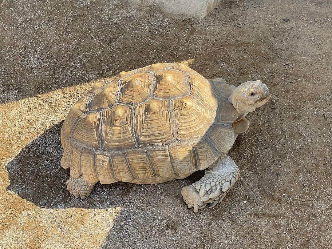 岩崎弘志さんのインスタグラム写真 - (岩崎弘志Instagram)「. 家族旅行2日目は初めての天草へ🚙🏝️ 熊本市のど真ん中から1時間くらいで到着🎶  秋の気候と海の絶景が最高の旅でしたー😆☀️  リゾラテラス天草のプレートカフェリゾラは、 パエリアやピザが絶品😋‼︎ テラス席が秋風を感じられて癒されます☺️ 子供用のプレートも本格派のハンバーグが味わえて ウチの王子様も大満足でした🤴🍽️  海中水族館は餌やり体験が出来て、海の生き物との 距離がすごく近い🐬‼︎  ウミガメや鯛の餌やりは初体験でしたが、どちらも 3歳児がはしゃぎまくって楽しんでました🐢🐟✨  近くには子供が楽しめる公園や遊具もしっかり完備 なので、子連れで家族皆んなが楽しめます🛝  皆様もぜひぜひ👏🏻  #家族でお出かけ #kumamotocafe #シードーナツ #水族館好き #熊本観光 #リゾラテラス #リゾラテラス天草 #天草観光 #上天草 #熊本グルメ #熊本ランチ #熊本グルメ部 #熊本旅行 #熊本カフェ #熊本グルメ部 #天草グルメ #天草カフェ #天草ランチ #天草大王 #天草写真部 #子連れ旅行 #子連れランチ #子連れスポット #家族でおでかけ #3歳男の子 #子育てパパ #子育てパパと繋がりたい #子育てパパ応援 #アナウンサー #岩﨑弘志」10月19日 16時39分 - iwasakikoji0326