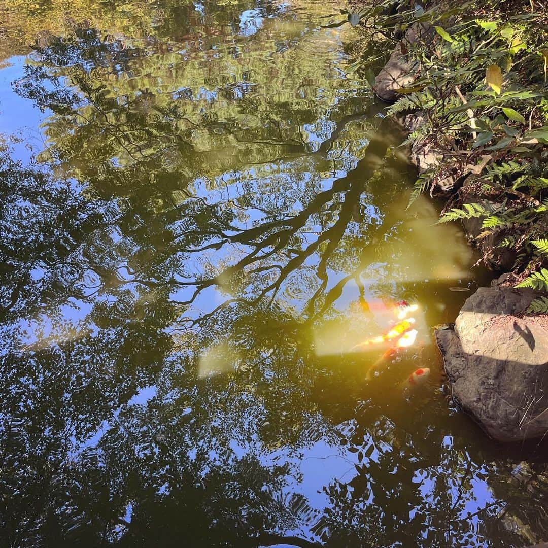 タイナカ彩智さんのインスタグラム写真 - (タイナカ彩智Instagram)「秋晴れの美しい日、久しぶりにユイと、東京の森をお散歩🌳  年を重ねる中で、何度も何度も出会う、とびきり可愛い人。これをご縁と言うのでしょう。  暫くゆっくり会えてないなぁ、と思っていた頃に、いやいやここで会うか！というような人通りの全く無い道でばったり遭遇し😂、もう笑いました。  心までホカホカしてしまう、25度の10月のお散歩は、光を写し合いました。嬉しかったね！  @neatsyui」10月19日 16時40分 - sachitainaka