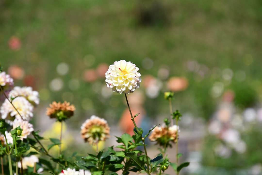 森貴美子さんのインスタグラム写真 - (森貴美子Instagram)「紫陽花のように花びらがギュッと詰まっている花が好き🧡  ダリアも色んな種類があって可愛いよねえ。久しぶりに一眼カメラ持ってダリア園をうろうろと。 花の撮り方難しいなあ。もっと上手くなりたい✨  #ダリア　#一眼レフ  #町田ダリア園  私服はタグ付けしました🌼」10月19日 16時57分 - morikimi_morikimi