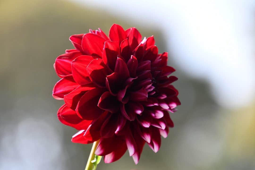 森貴美子さんのインスタグラム写真 - (森貴美子Instagram)「紫陽花のように花びらがギュッと詰まっている花が好き🧡  ダリアも色んな種類があって可愛いよねえ。久しぶりに一眼カメラ持ってダリア園をうろうろと。 花の撮り方難しいなあ。もっと上手くなりたい✨  #ダリア　#一眼レフ  #町田ダリア園  私服はタグ付けしました🌼」10月19日 16時57分 - morikimi_morikimi