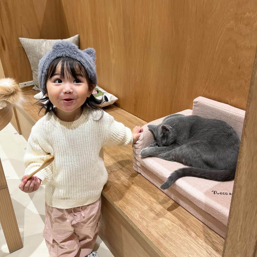 はやめいさんのインスタグラム写真 - (はやめいInstagram)「. 猫カフェに行った日 🐈🐾  にゃんにゃんに会いに行きたいなぁ〜と リクエストされて行ってきました (˶՞･֊･՞˶)  ふたりでねこみみ帽子を 被っています 🫶🏻  相変わらず動物さんが大好きな娘は 大興奮でした😂🤍  tops  @ambreneige_official  あざとかわいいシャギーボレロで お気に入りです🤍  Ambre Neige 4周年記念アイテムが 10/19  20時より発売開始するようです 〜🎀  #pr#ambreneige #アンブルネージュ #こども #こどものいる生活#シングルマザー#シンママ#シンママライフ#こどものいる暮らし#キッズ#ママスタグラム#２歳8ヶ月#むすめふく#プチプラコーデ#mamagirl#ママファッション#ママコーデ#親子服#親子コーデ#キッズコーデ」10月19日 17時01分 - haya.mei