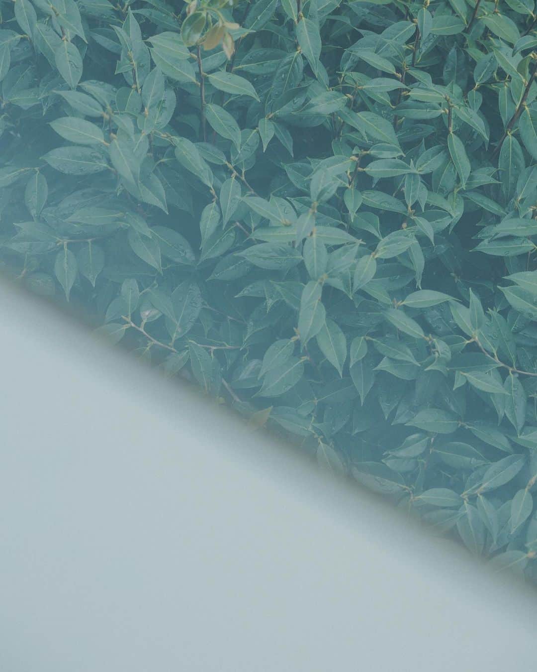 オブレクトのインスタグラム：「Miyako Takayama × oblekt 好評発売中です🌿  今回は【季節を揺蕩う。服をまとう。】をテーマに、組み合わせ次第で、移ろう季節をまるごと楽しむアイテムたち。 都さんのこだわりが沢山詰まっています✨  スペシャルサイトも公開中です。  詳しくはoblekt 公式オンラインストアをご覧ください🌱  Special thanks  Photographs - Yutaro Yamane @yutaroyamane   #oblekt #オブレクト #高山都 さん #高山都さんコラボ」