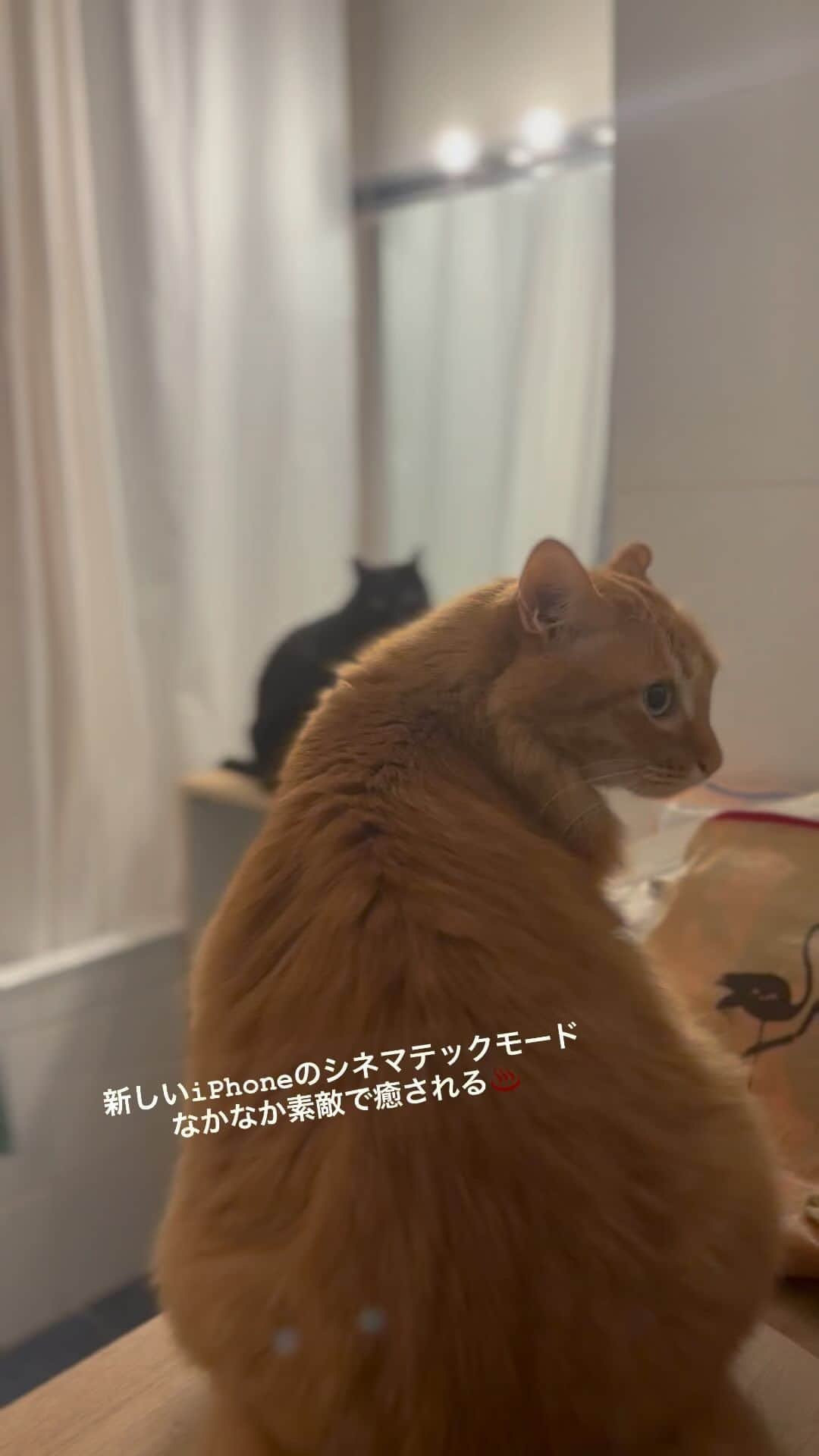 猫沢エミのインスタグラム