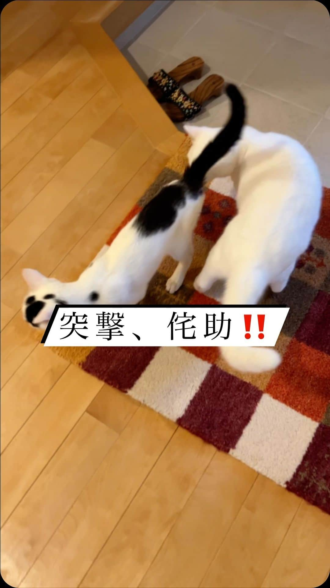 nozomiorideのインスタグラム：「突撃でしー‼️  (さくら🌸とくれいちゃんは、ほぼ初対面)  #ねこのきもち #猫好きさんと繋がりたい #成猫の魅力を伝えたい  #ねこすたぐらむ  #きじしろ#キジシロ#きじしろ男子 #保護猫 #しろくろねこ #子猫」