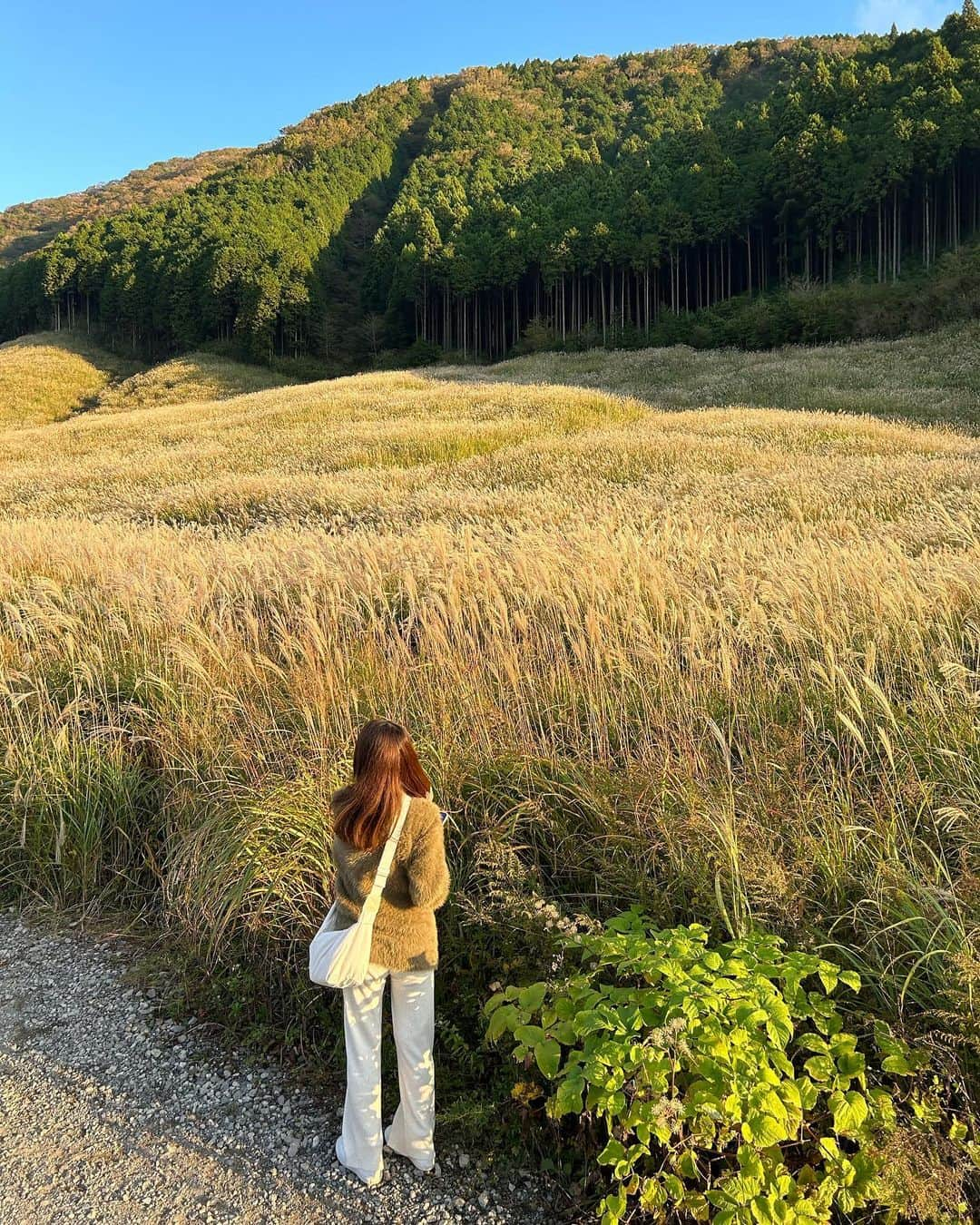 伊藤智博さんのインスタグラム写真 - (伊藤智博Instagram)「すすき、キレイでした。  #すすき #🌾 #仙石原すすき草原 #すすき草原 #箱根 #箱根旅行 #夫婦旅行 #夫婦 #thehwdogandco #pointerbrand #warehouse #ウエアハウス #jelado #ジェラード #301xx #lastresort #slowwearlion #スローウェアライオン #LLR伊藤 #嫁丸」10月19日 17時38分 - itotomohirollr