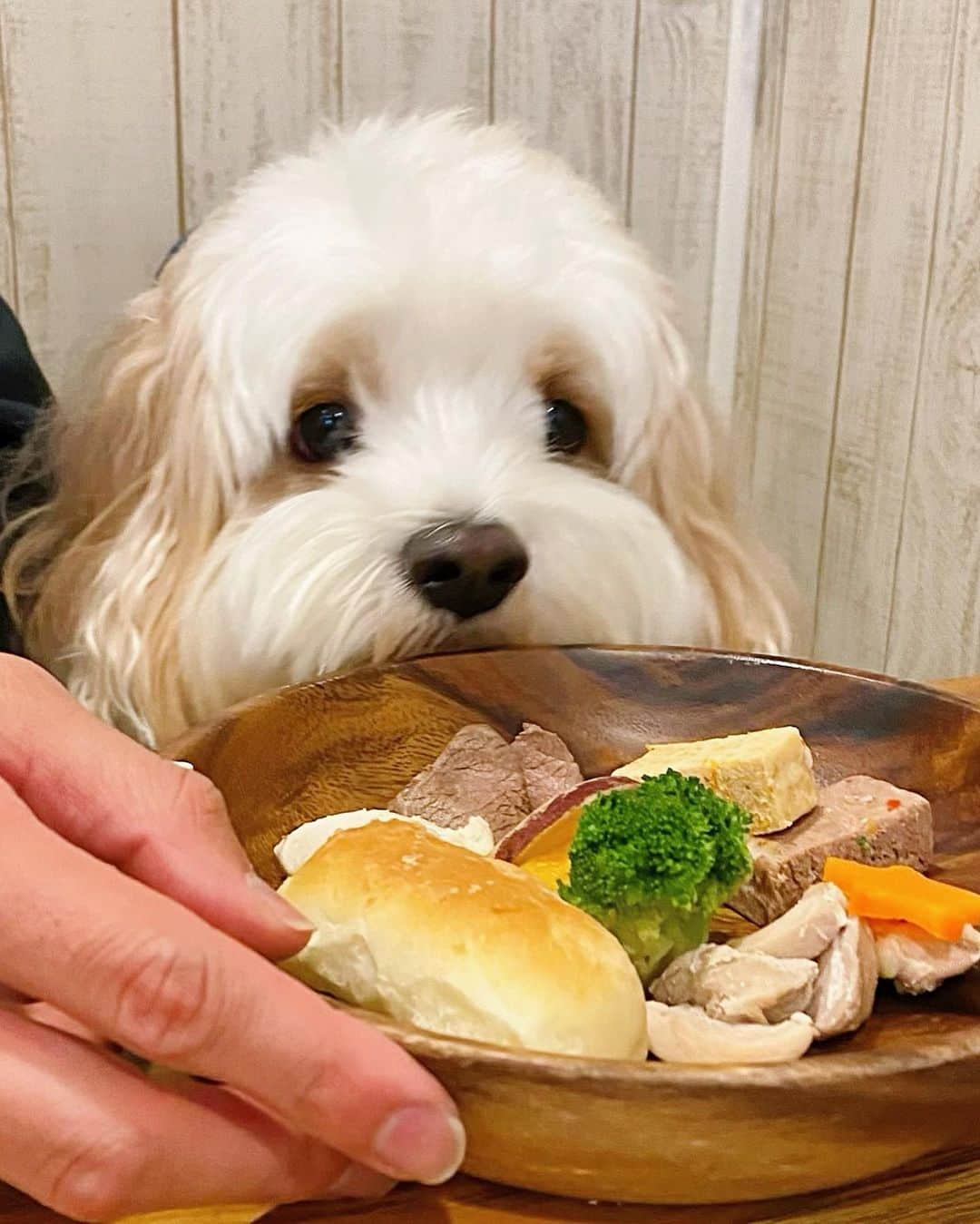 あんちゃんのインスタグラム：「オレのランチプレート🐶🍽️  旅行投稿ラストは チェックアウト後に寄った @hakonekaraagekaratto さん🍛  ワンちゃん用のランチプレートがあって あんちゃん大喜びだった😂💕  嬉しそうに 光の速さで全部完食😋笑  最終日は雨だったので ランチ食べて ちょっとドライブしてから 早めに帰宅コースになりました🚗✨  楽しい時間は 本当にあっという間🥲笑  でも家族でゆっくり過ごせて いっぱい笑って いっぱいリフレッシュできた 最高の時間となりました🫶❤️  あんちゃんの誕生日旅行は どこに行こうかなぁ〜🐶🎶  #キャバションあんちゃん  #あんちゃん　#ぬいぐるみ犬 #スヌーピー  #スヌーピー犬 #キャバション　#キャバビション　 #キャバリア #キャバリアキングチャールズスパニエル #ビションフリーゼ　 #犬  #いぬすたぐらむ #犬のいる暮らし  #わんこなしでは生きていけません会 #いぬのきもち  #犬好きな人と繋がりたい #短足部　#比熊犬 #doglove #cavachon #inustagram #puppy  #snoopy #andy #멍스타그램 #개스타그램　#댕스마스」